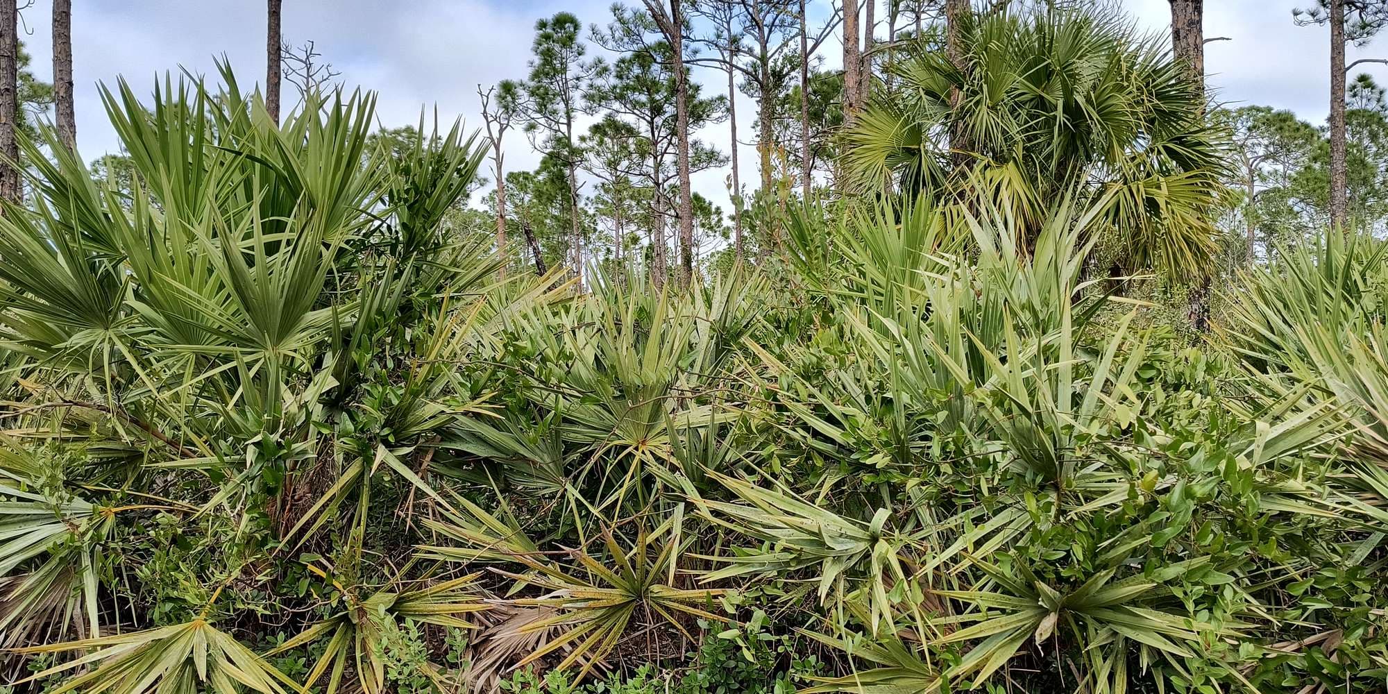 Second image to compare