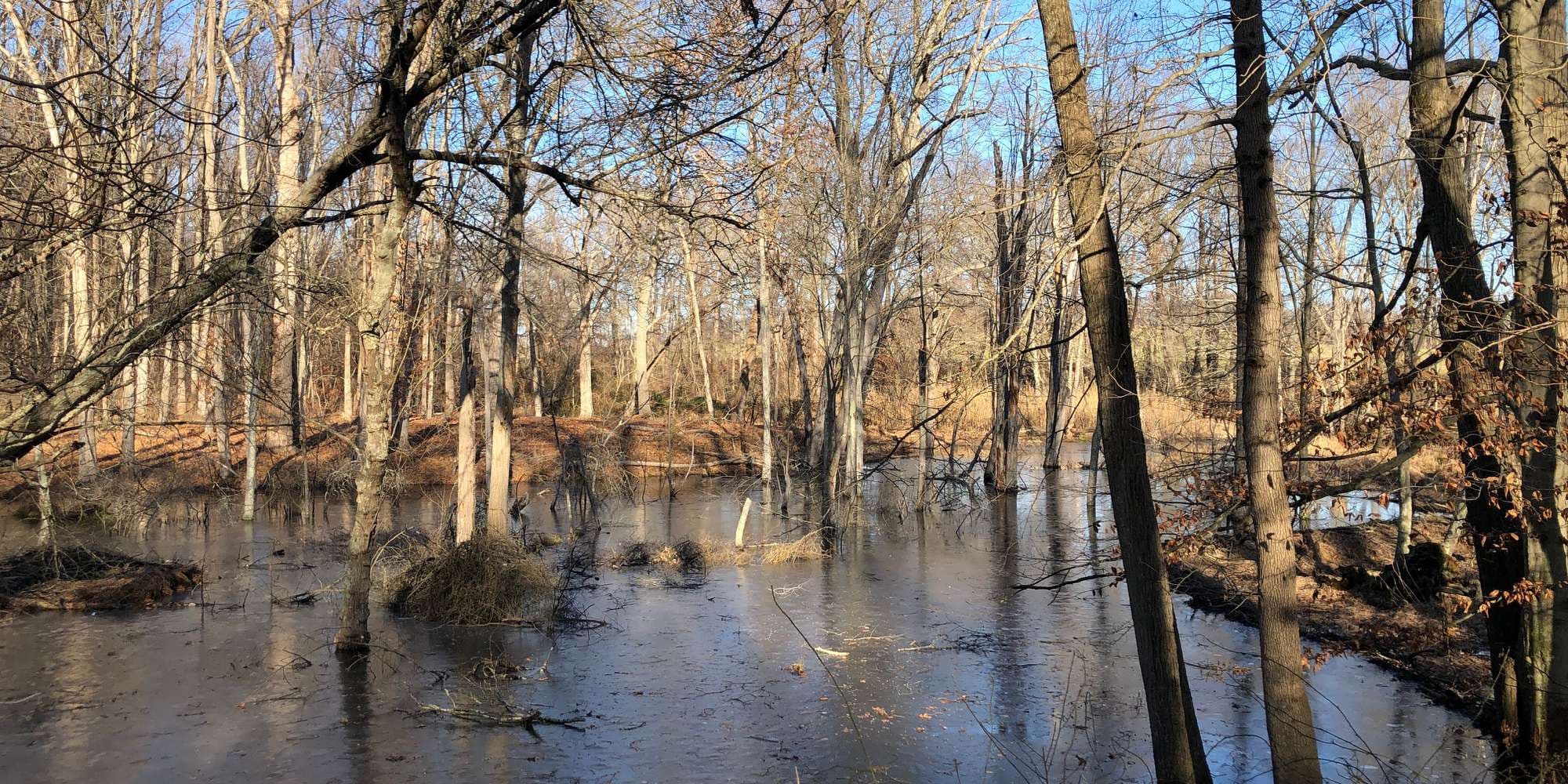 Second image to compare