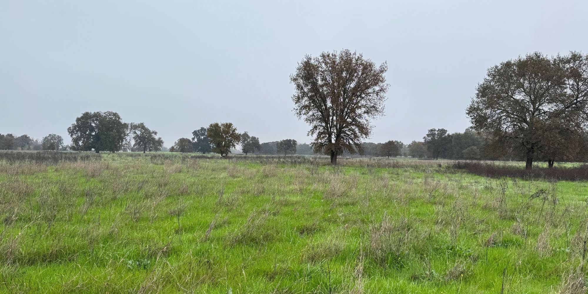 Second image to compare