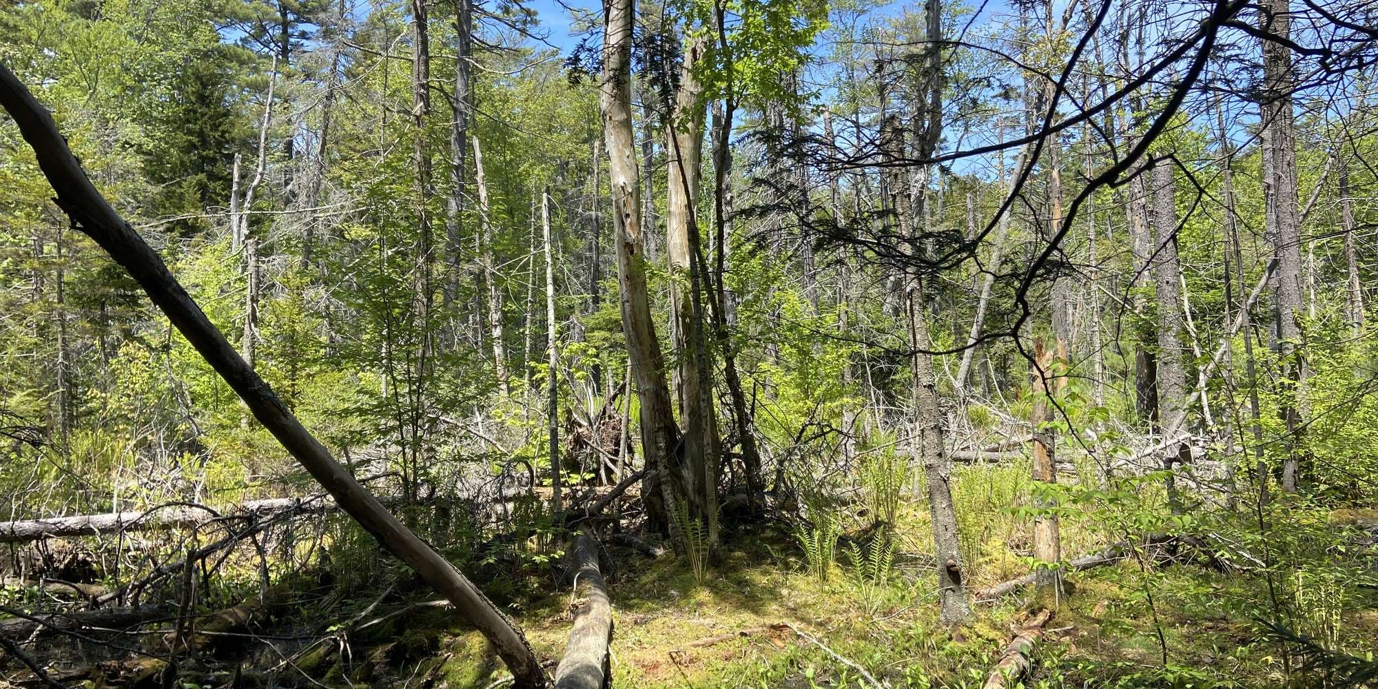 First image to compare