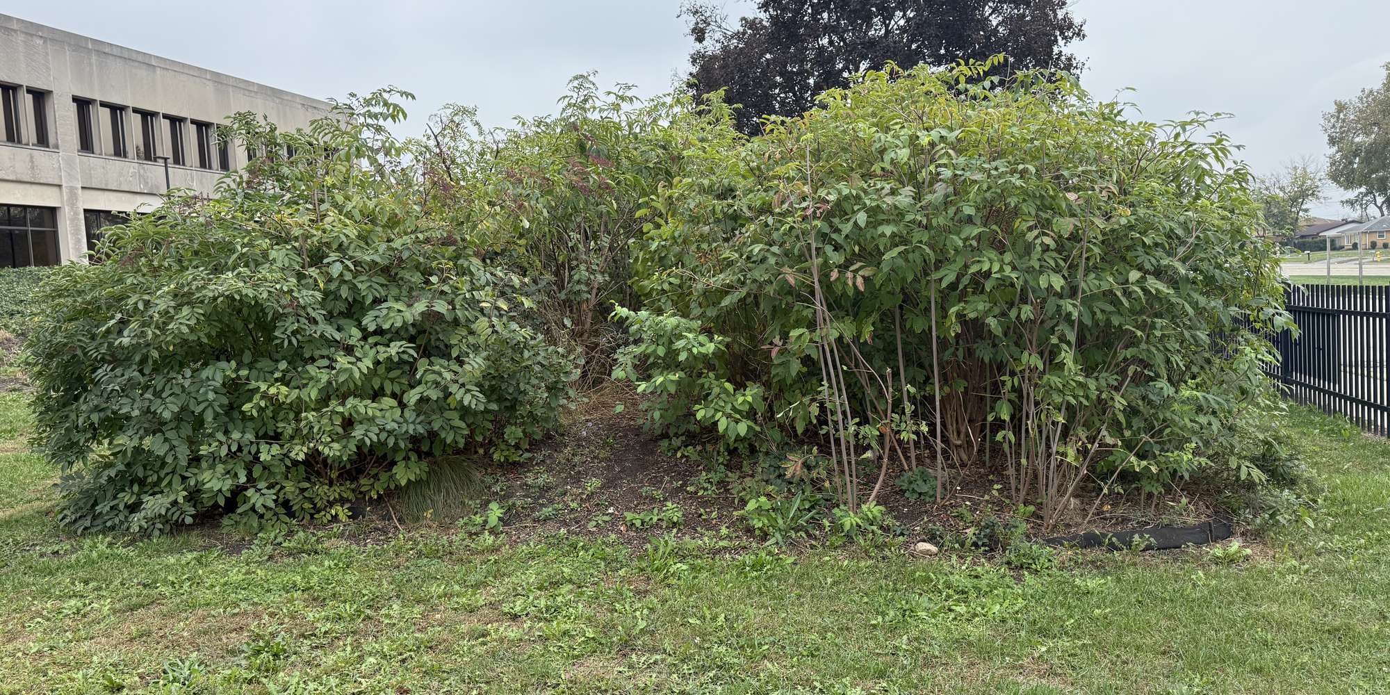 Second image to compare