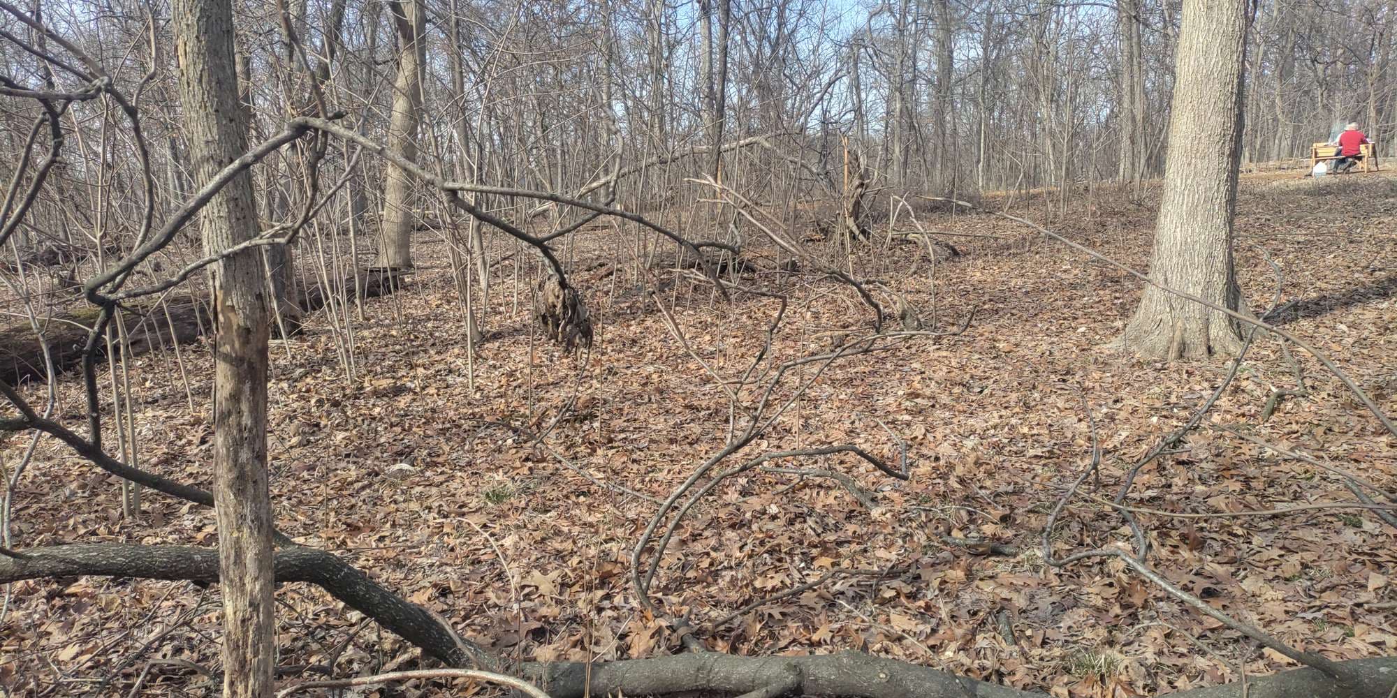 Second image to compare