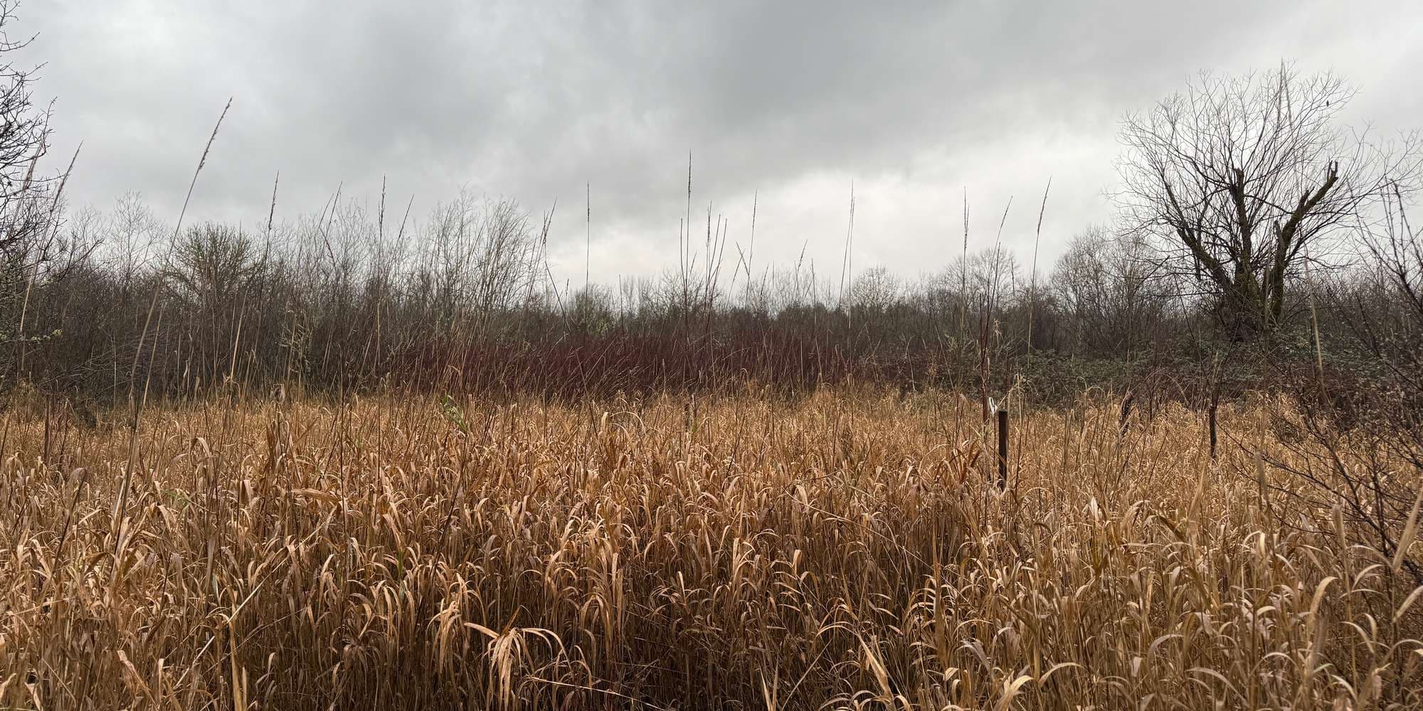 Second image to compare