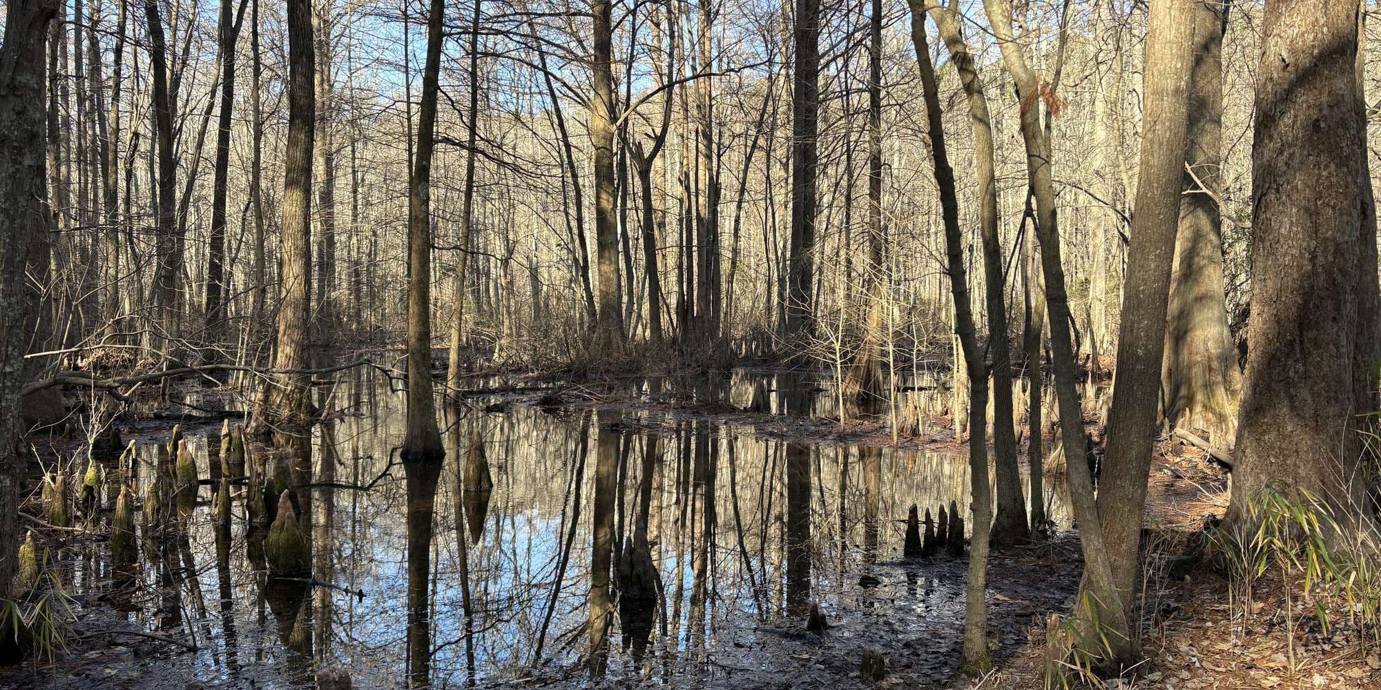 Second image to compare