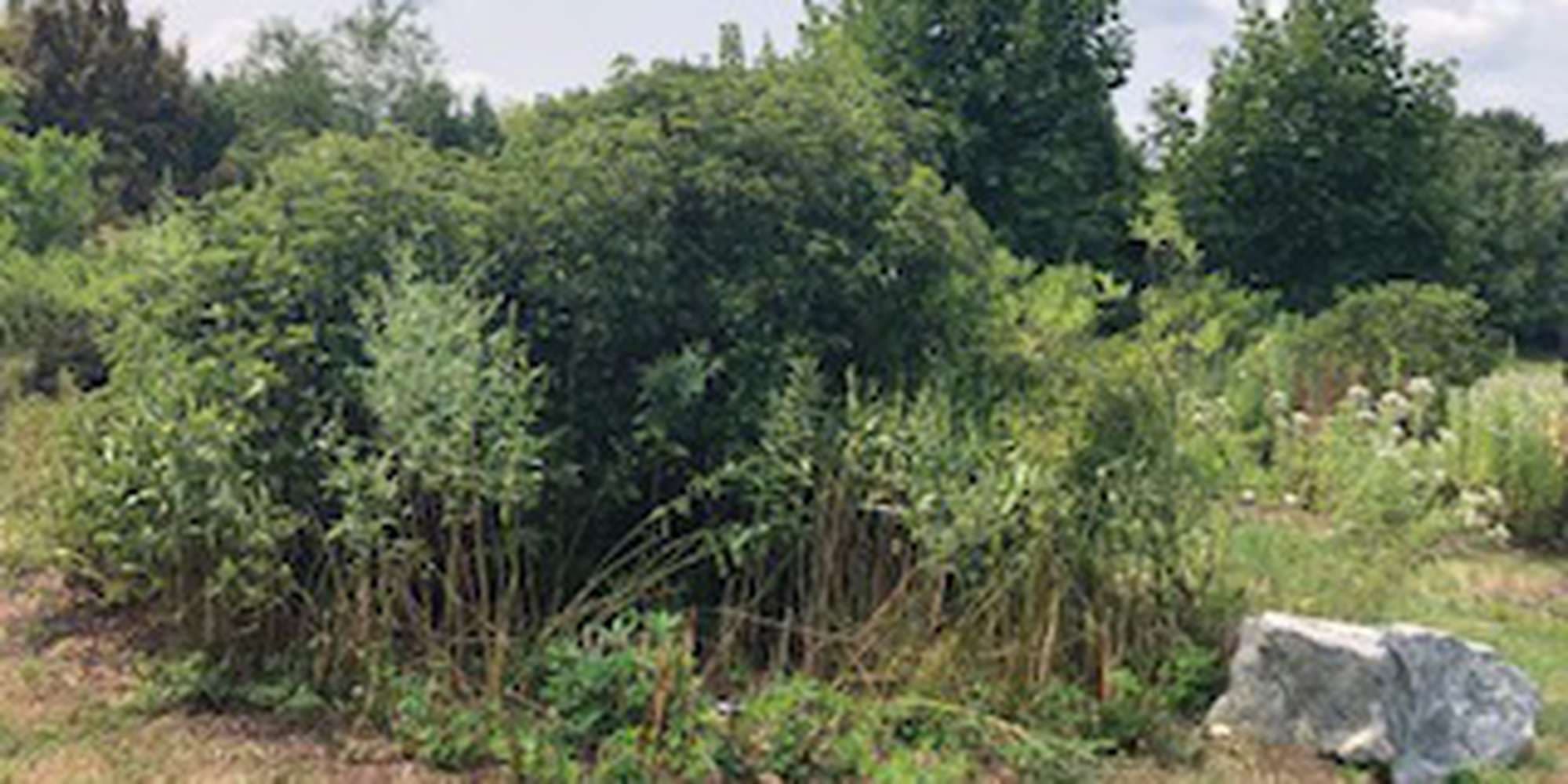 Second image to compare