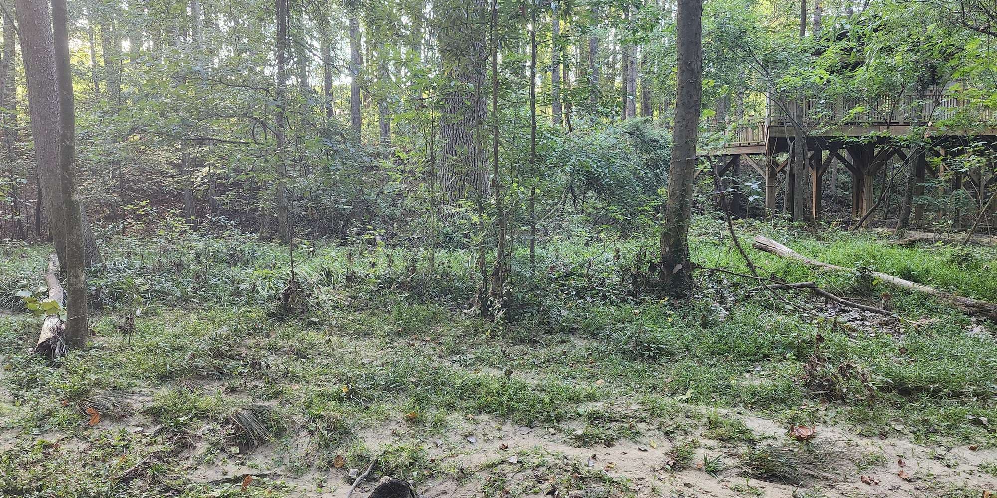 Second image to compare