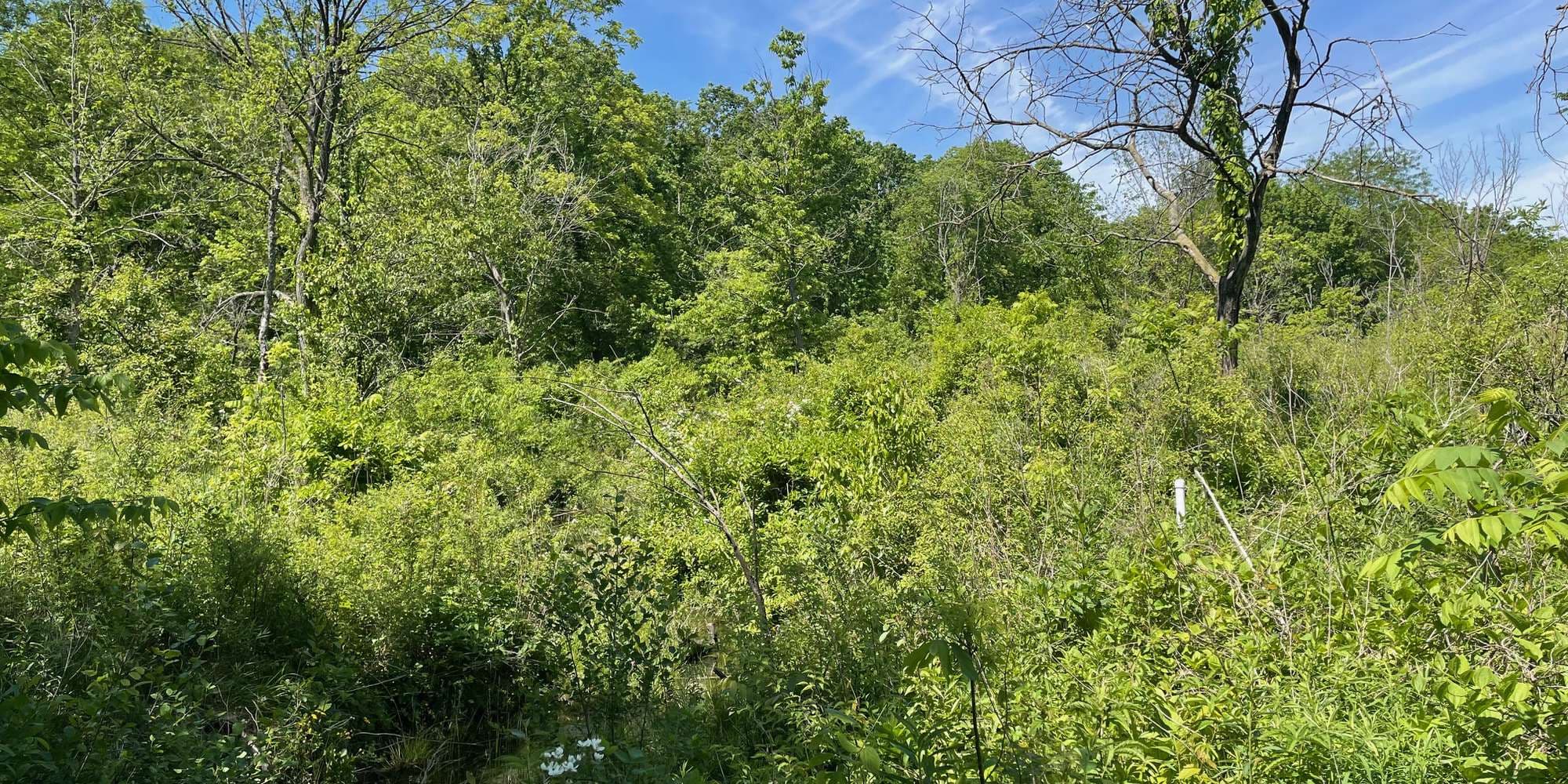 First image to compare