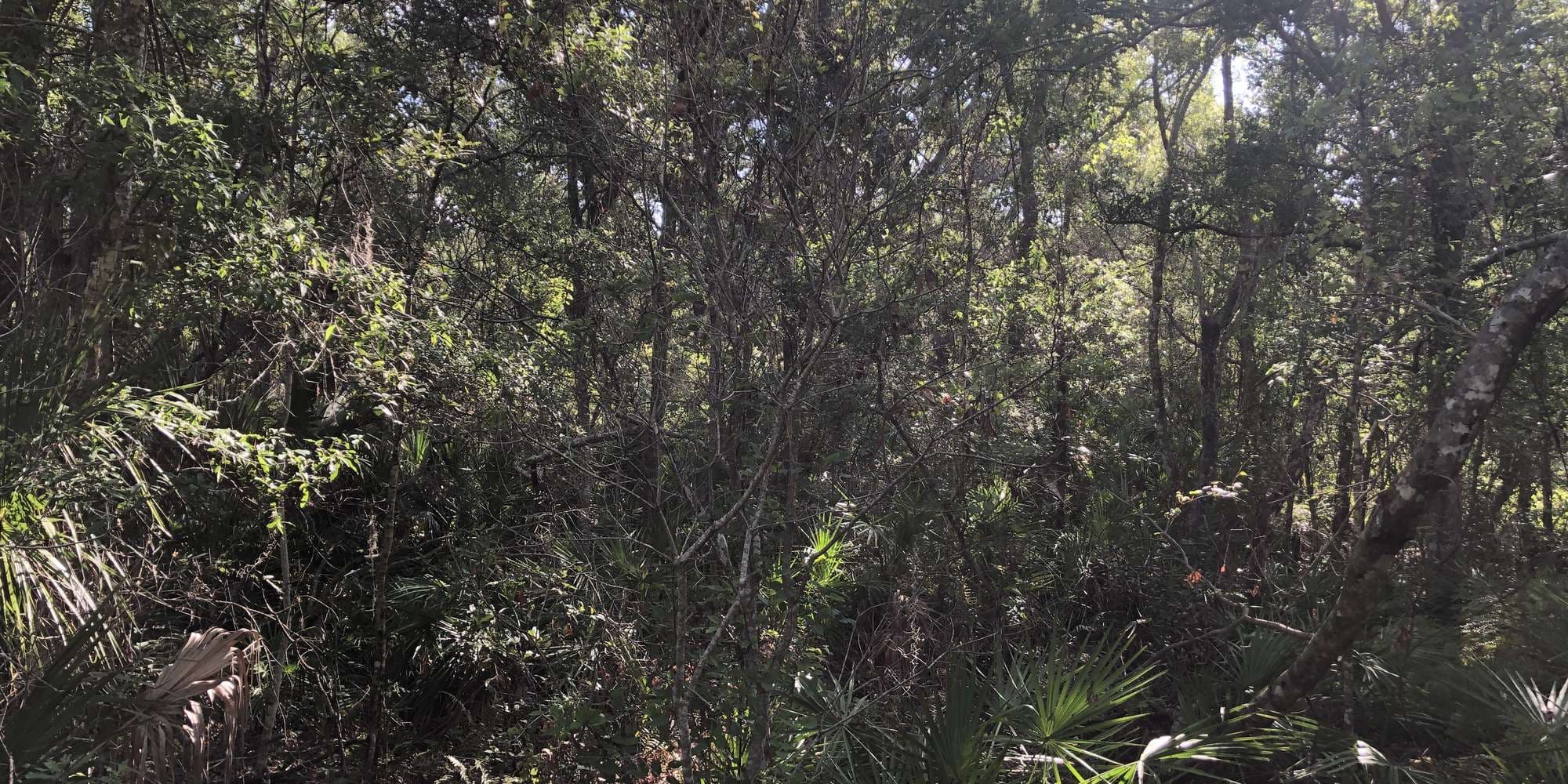 First image to compare