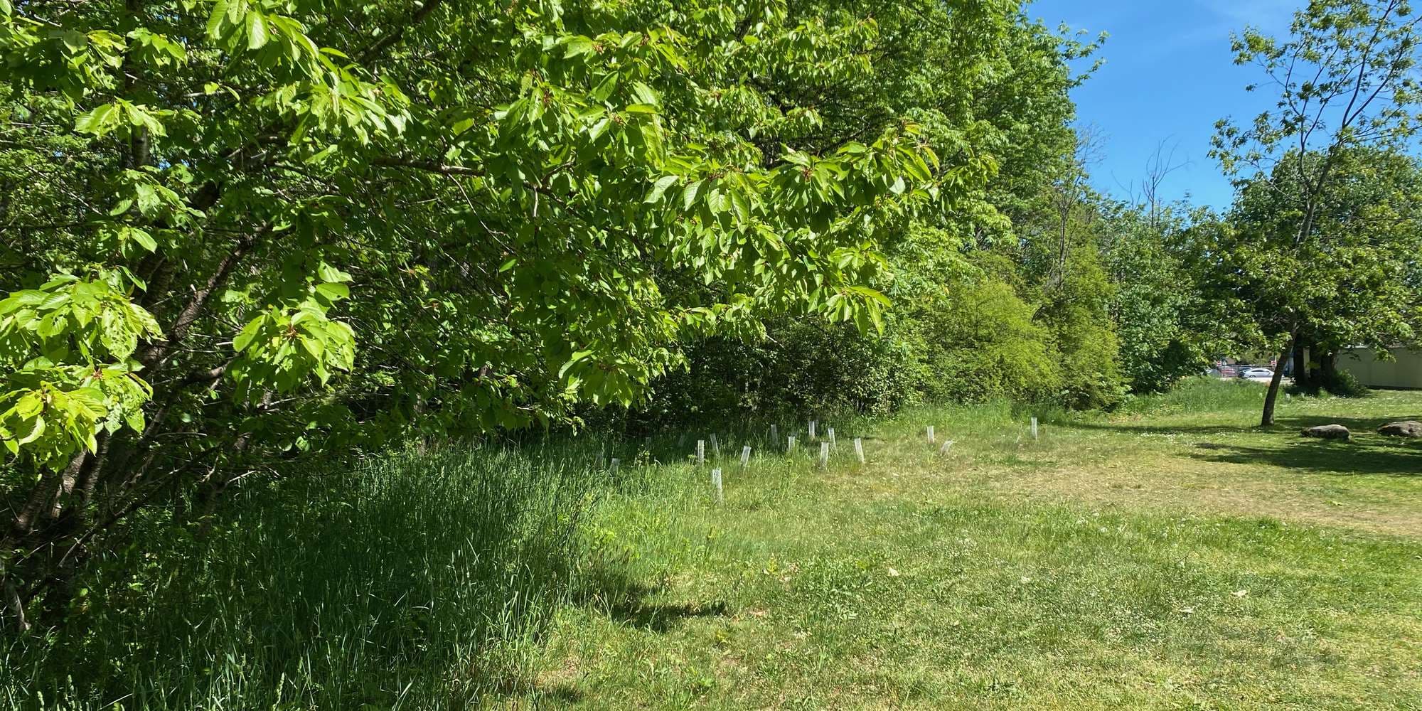 First image to compare