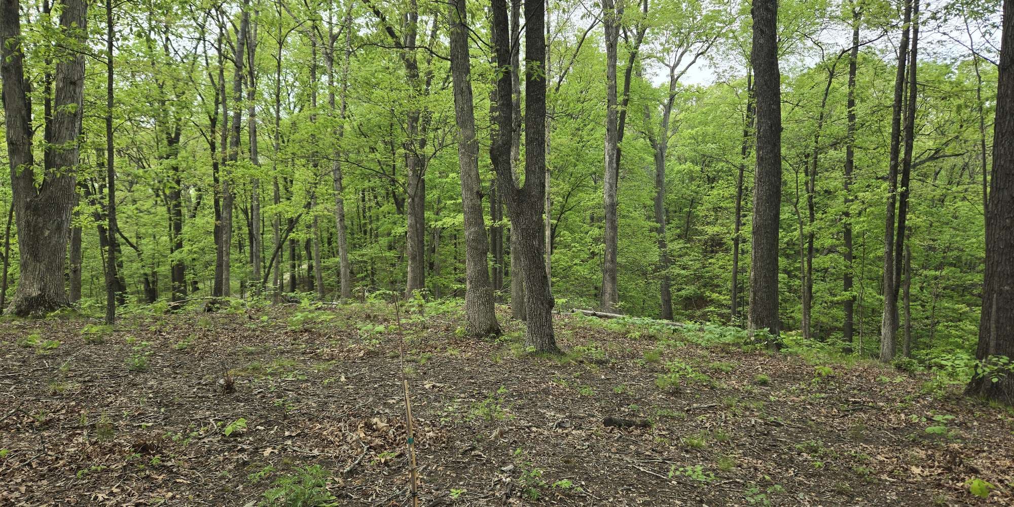 First image to compare