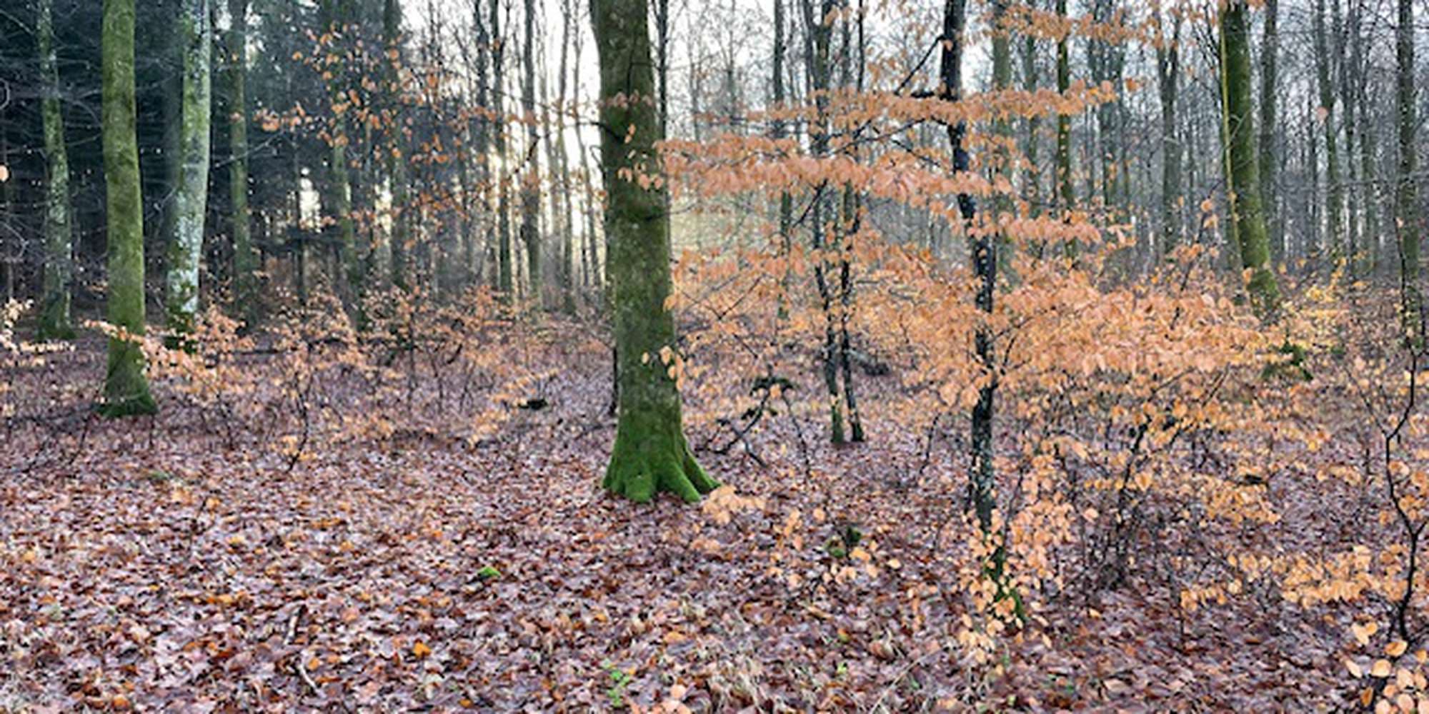 Second image to compare