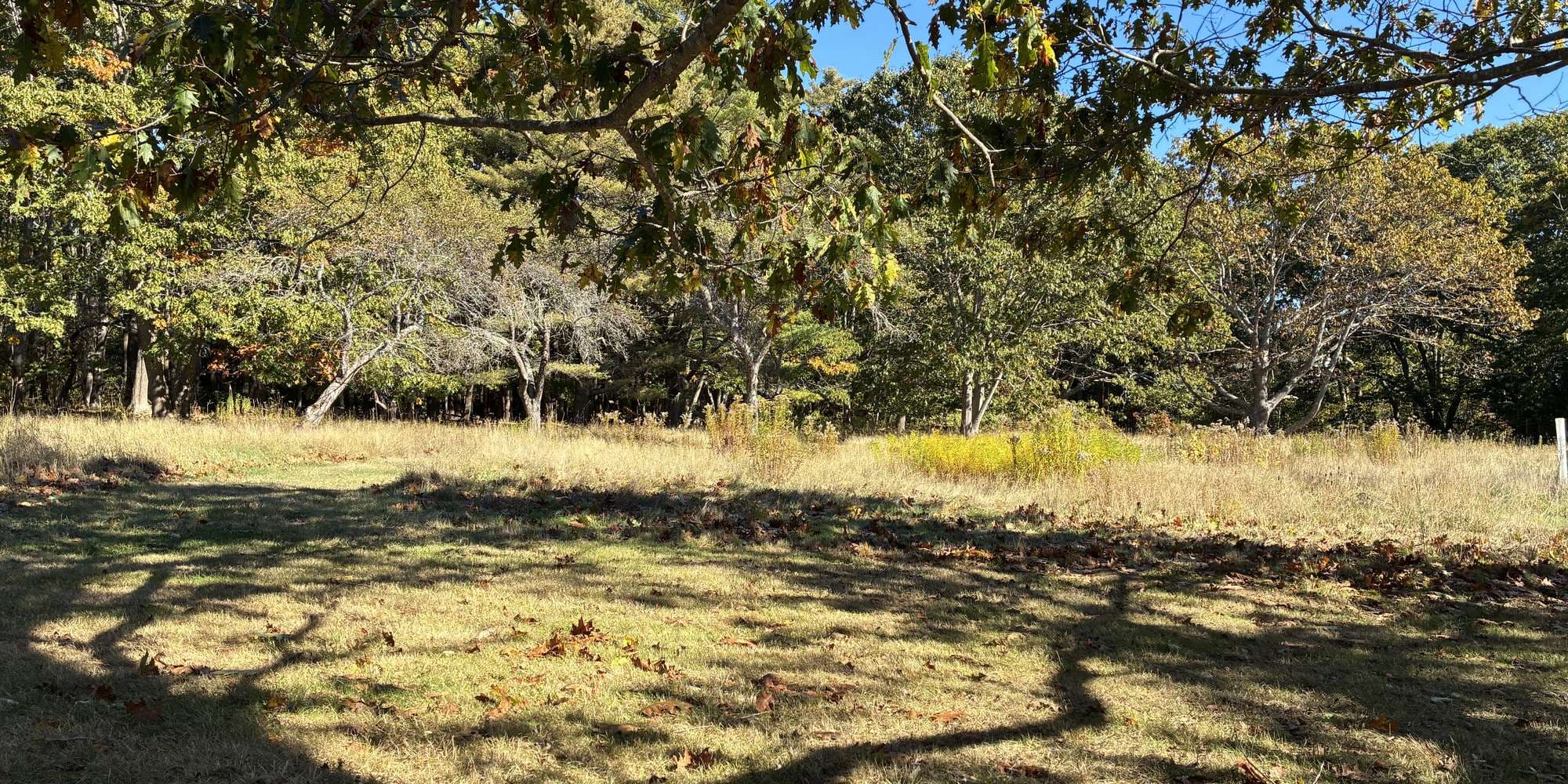 Second image to compare