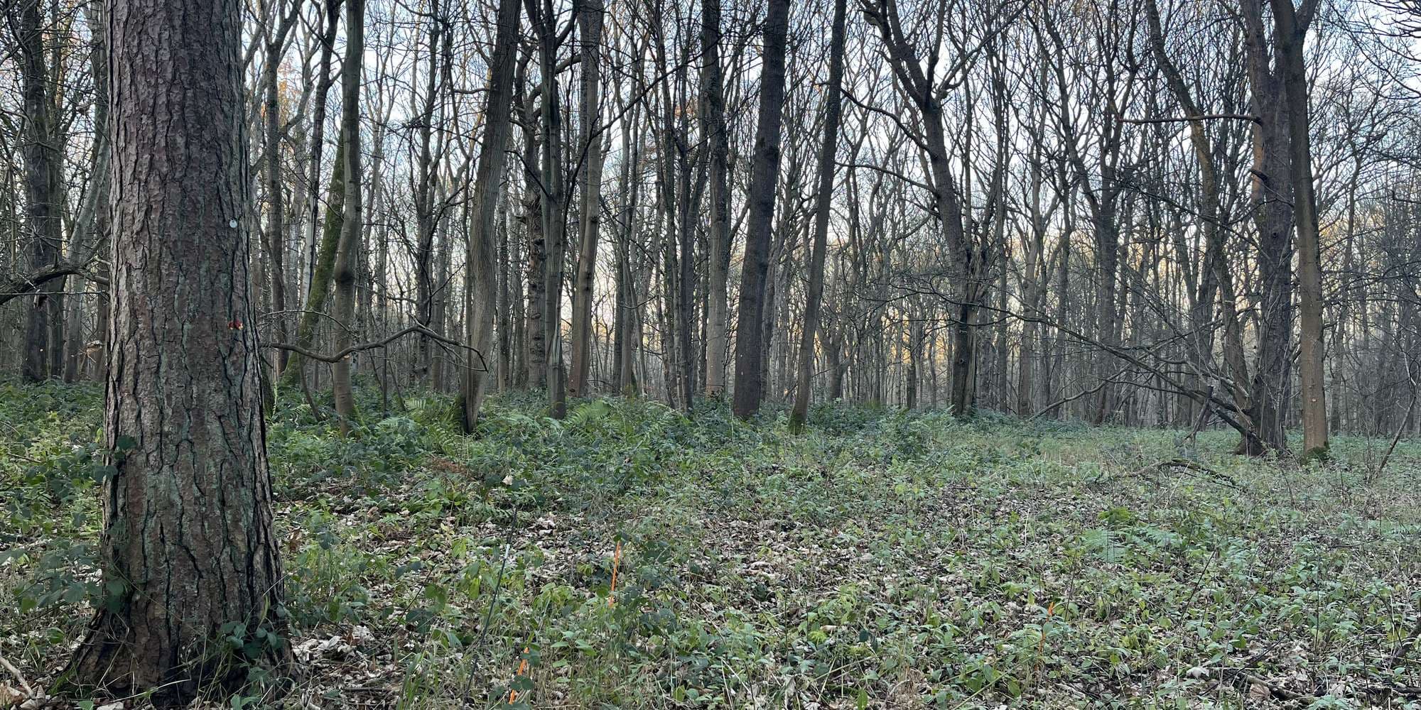 Second image to compare