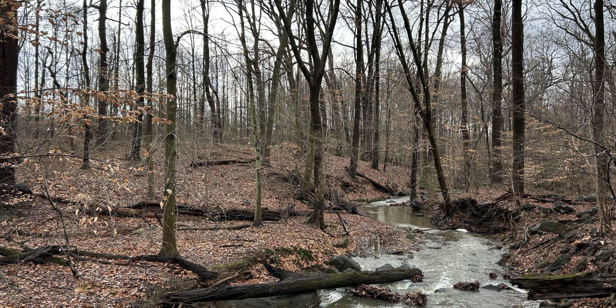 Second image to compare