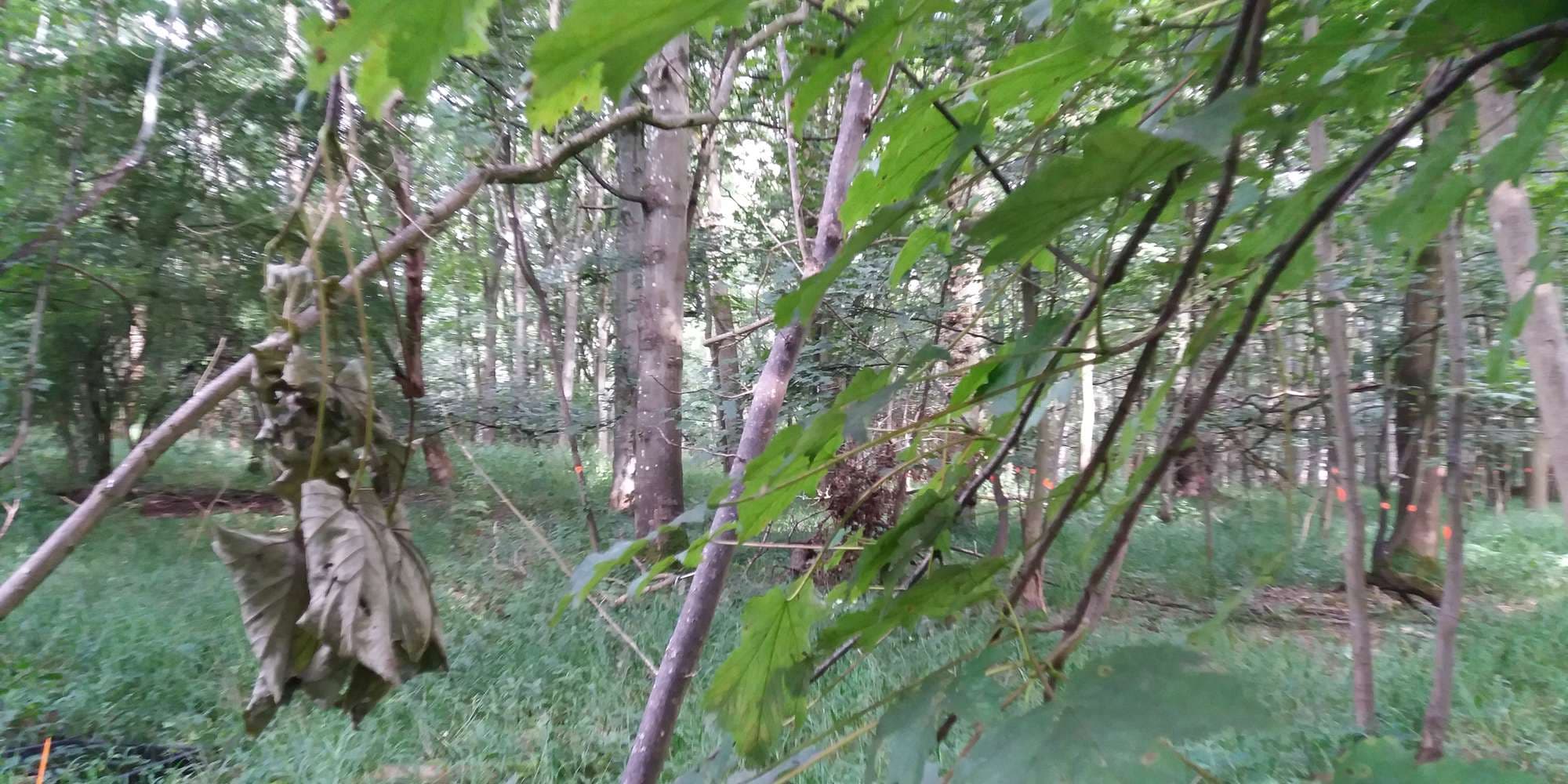 First image to compare