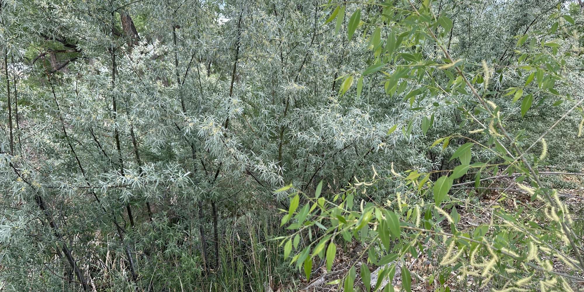 Second image to compare