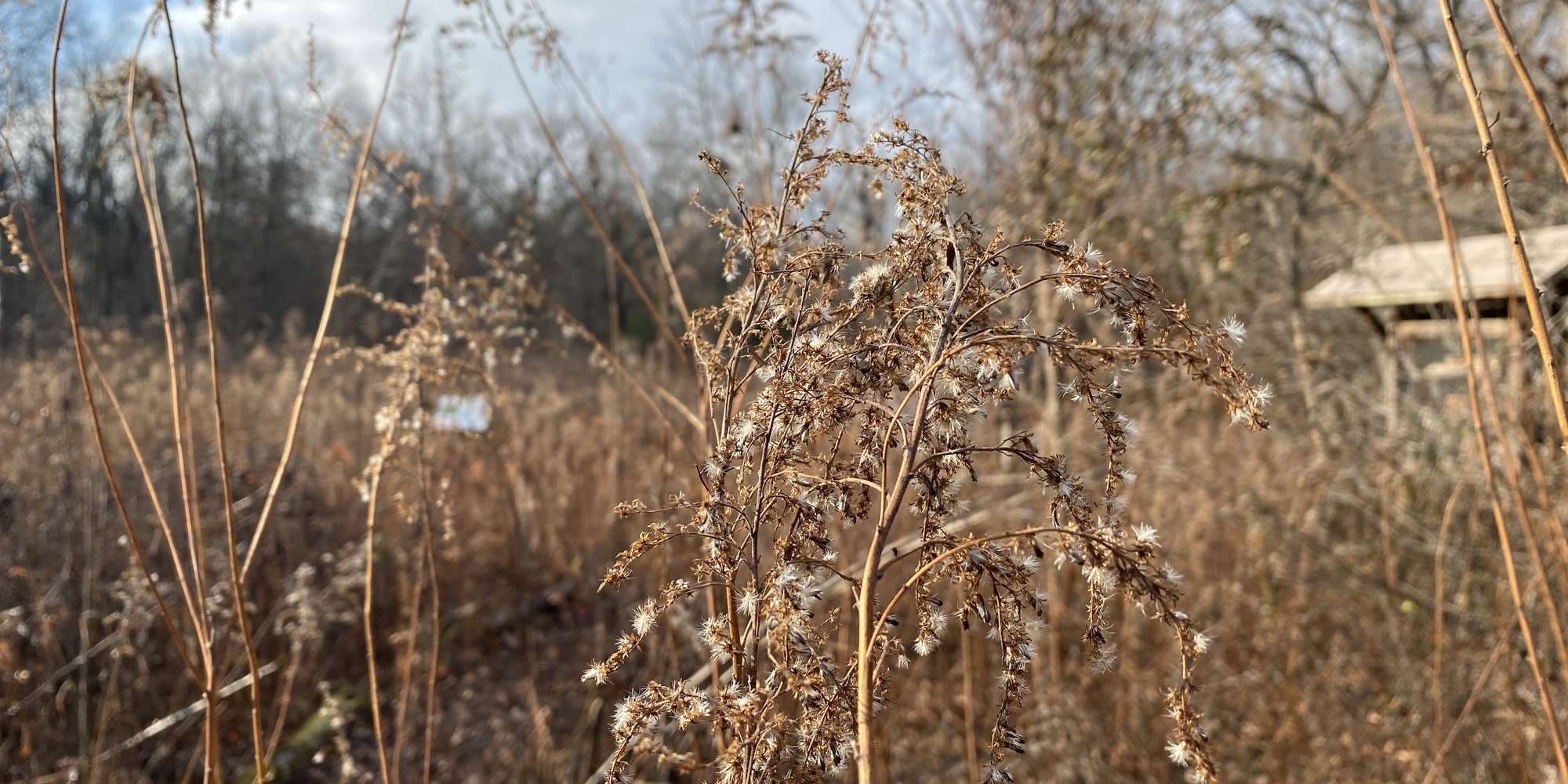 Second image to compare