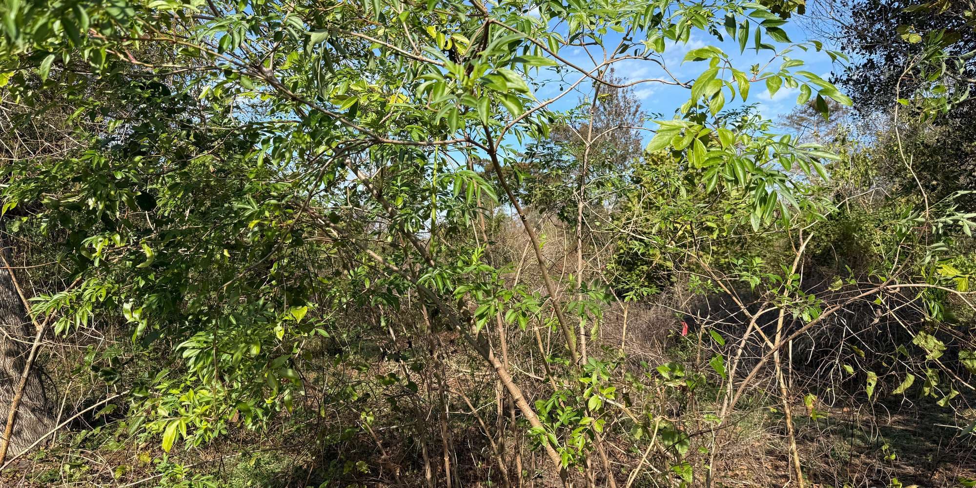 Second image to compare