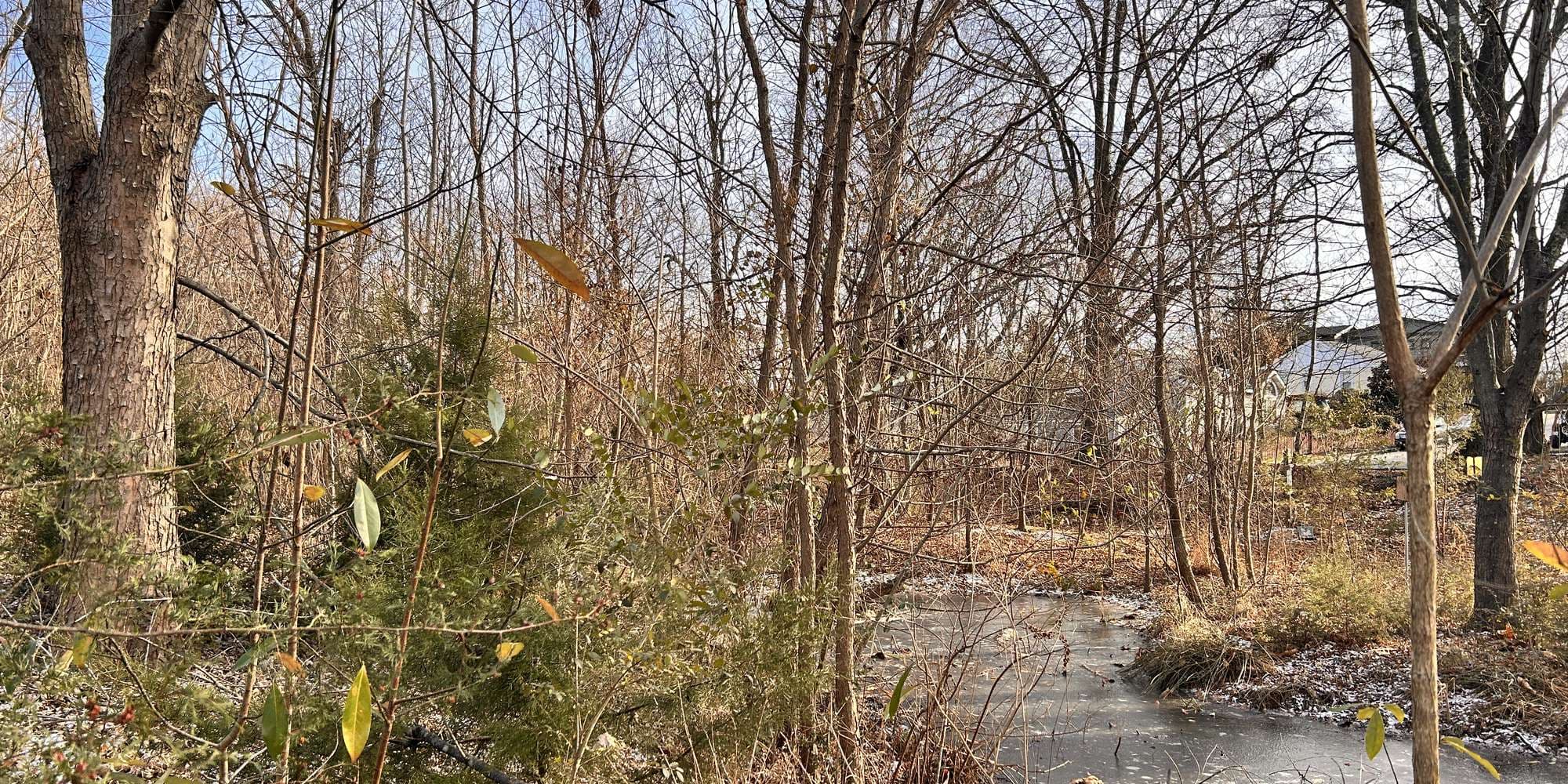 Second image to compare