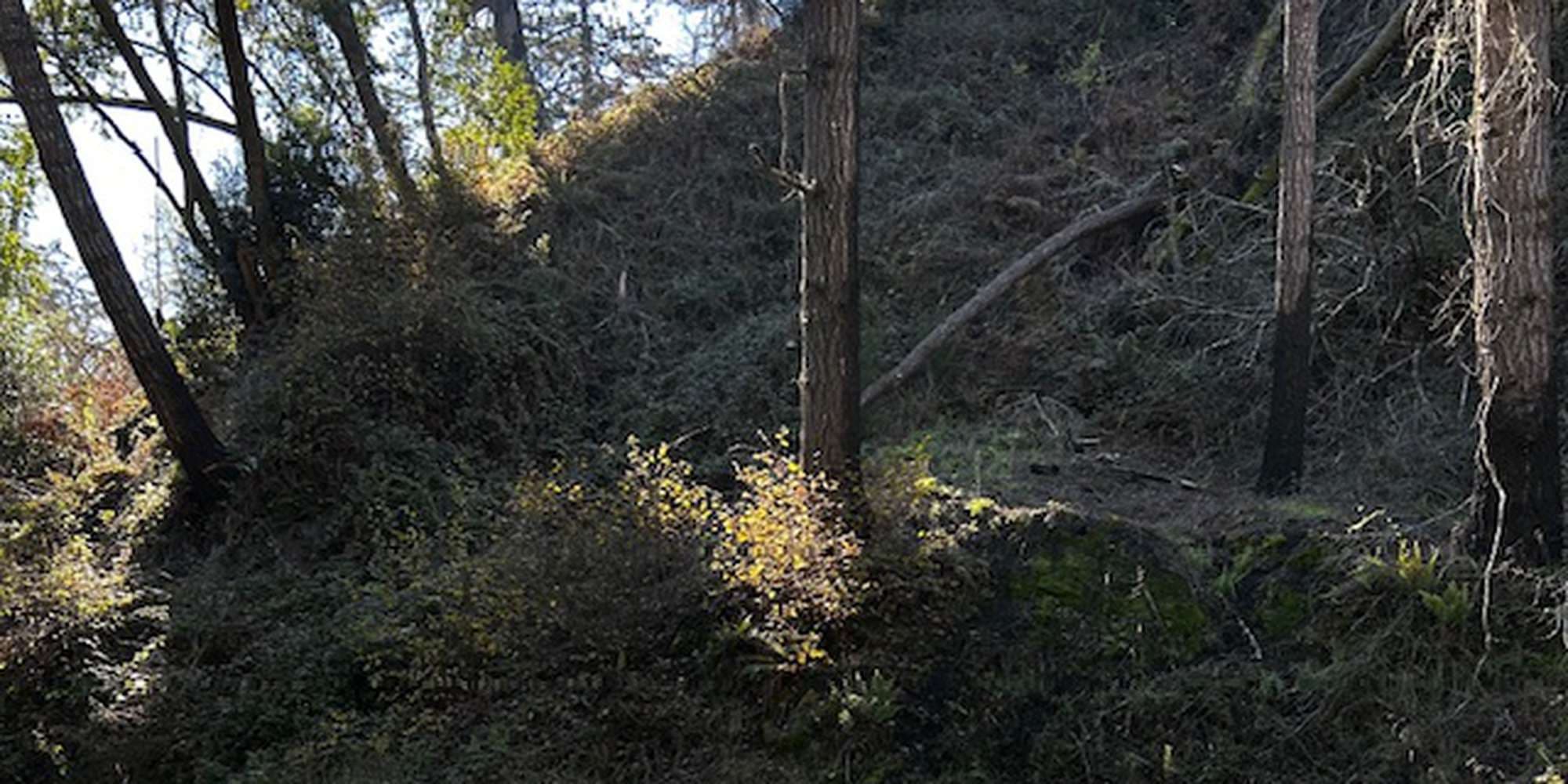 Second image to compare