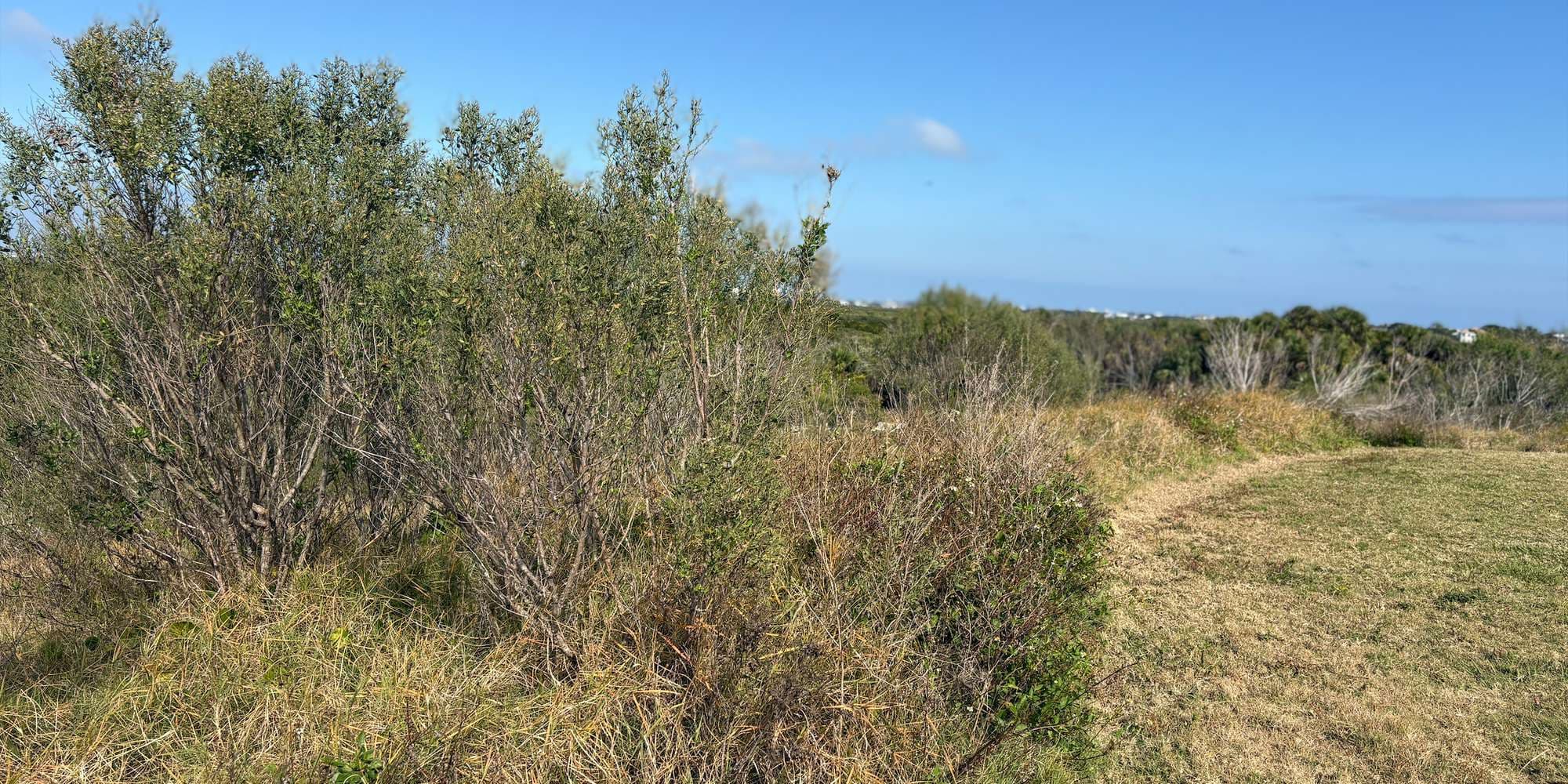 Second image to compare