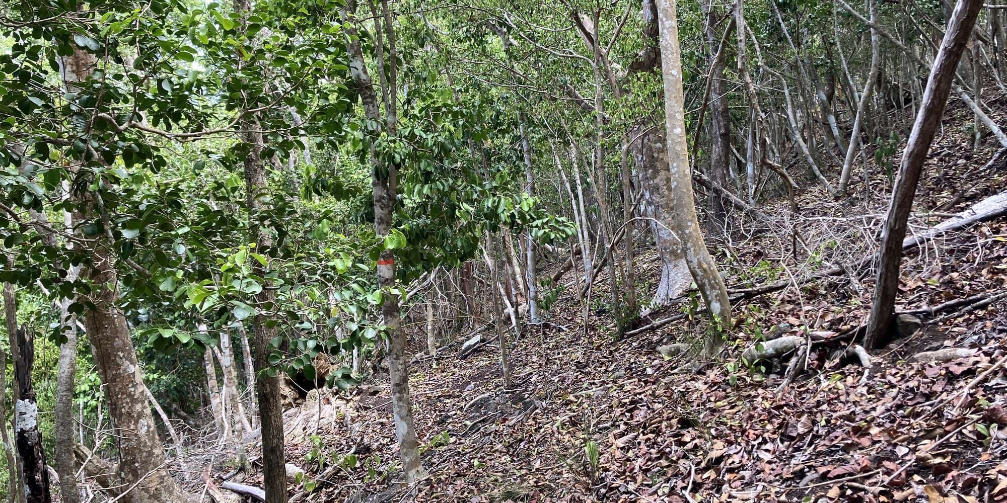 First image to compare