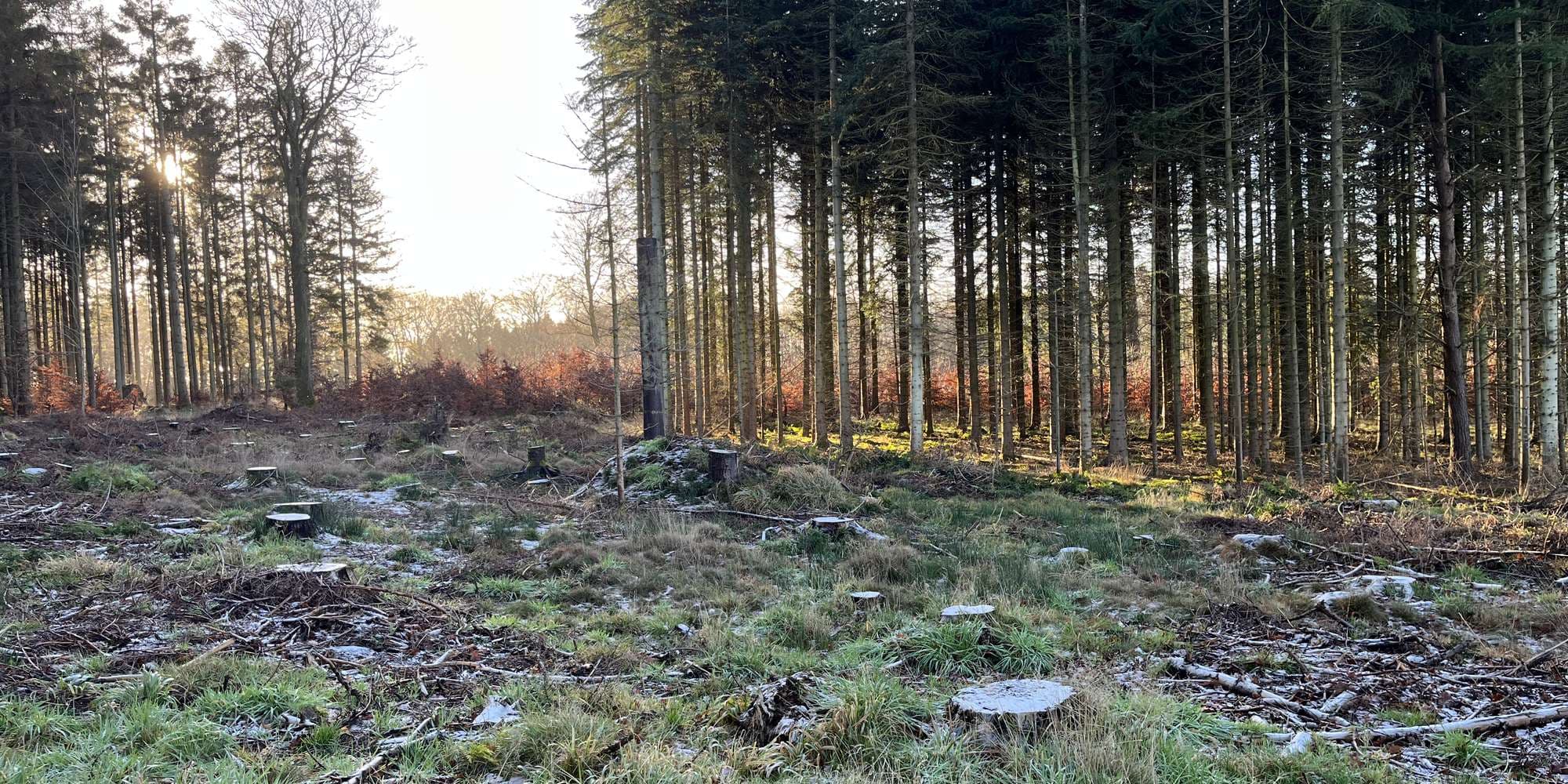 Second image to compare