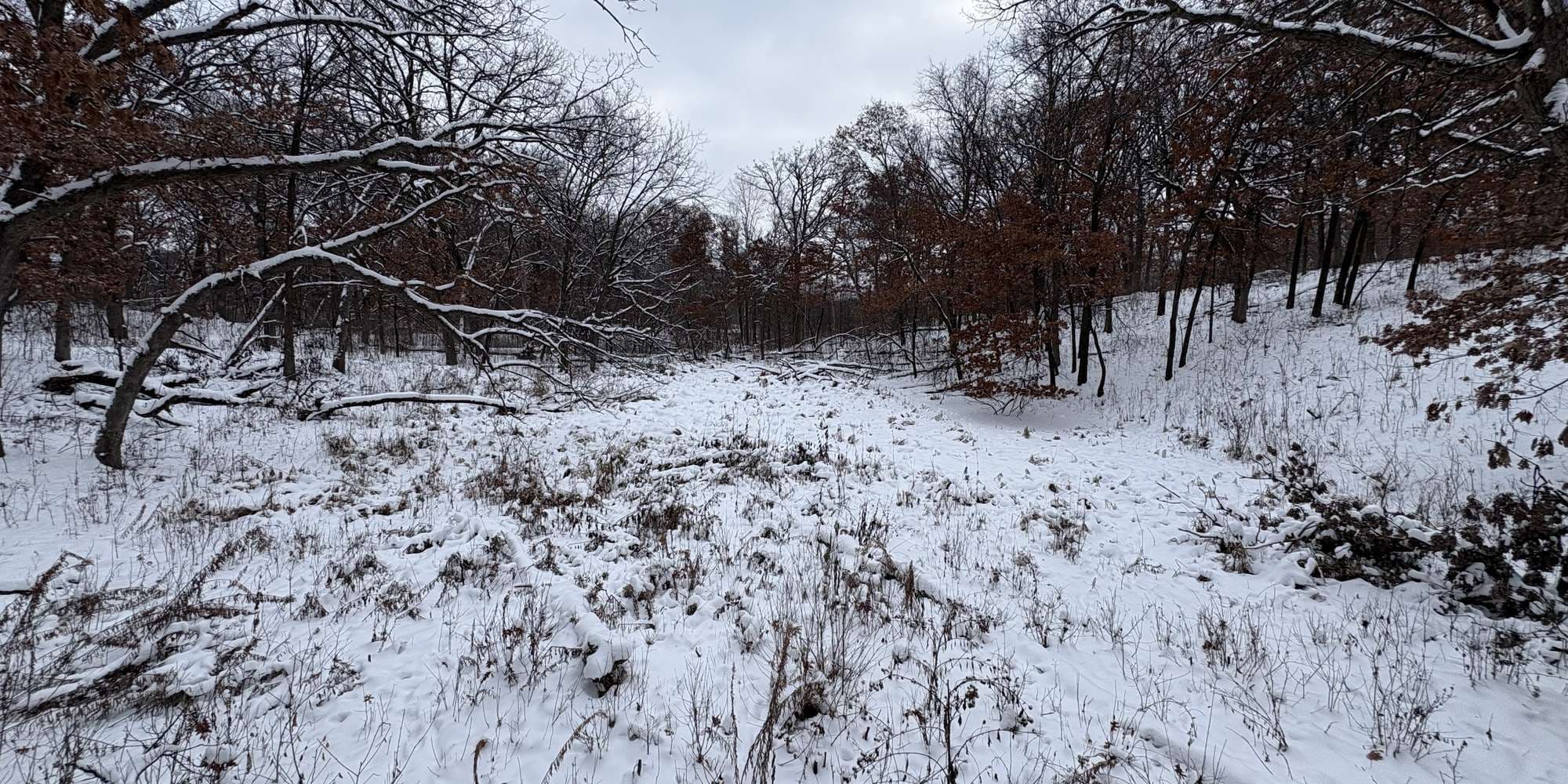 Second image to compare