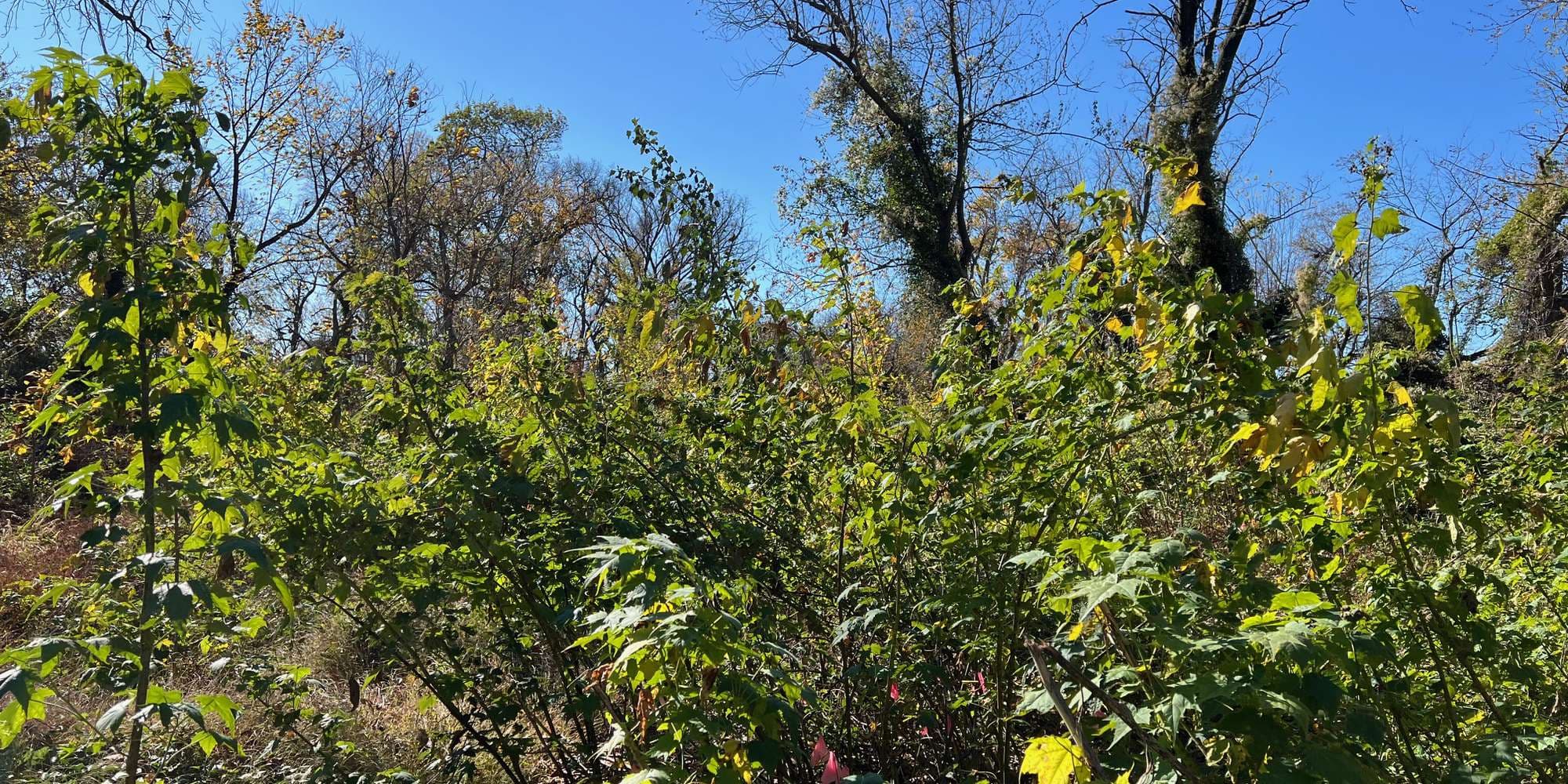 Second image to compare