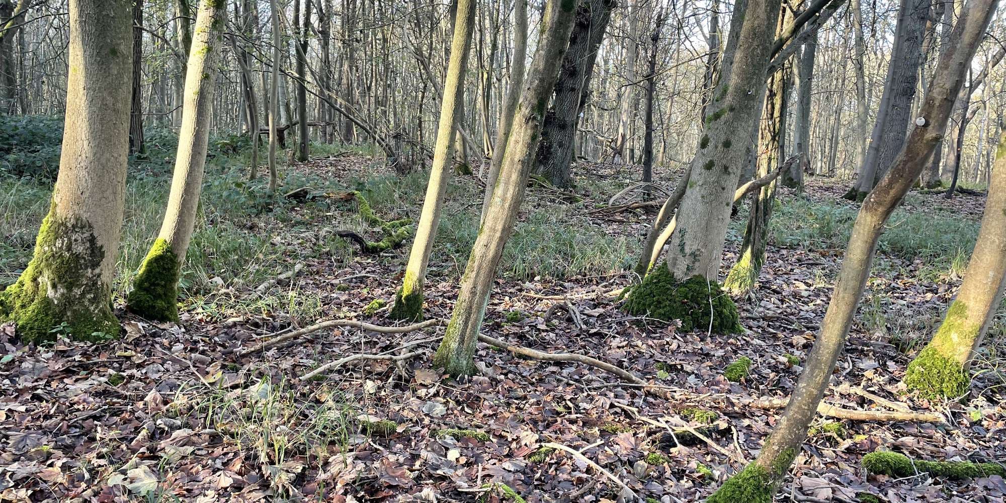 Second image to compare