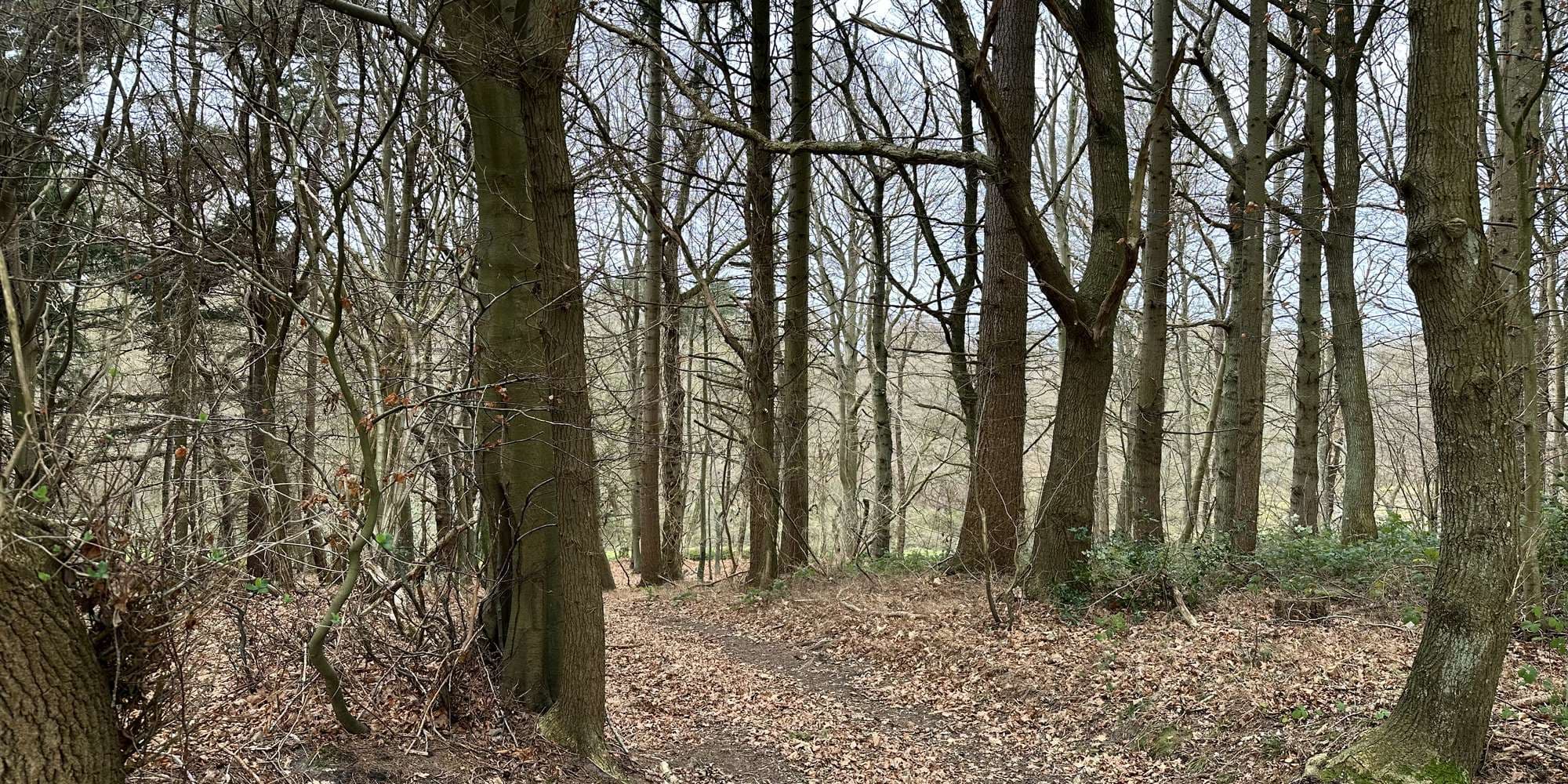 Second image to compare