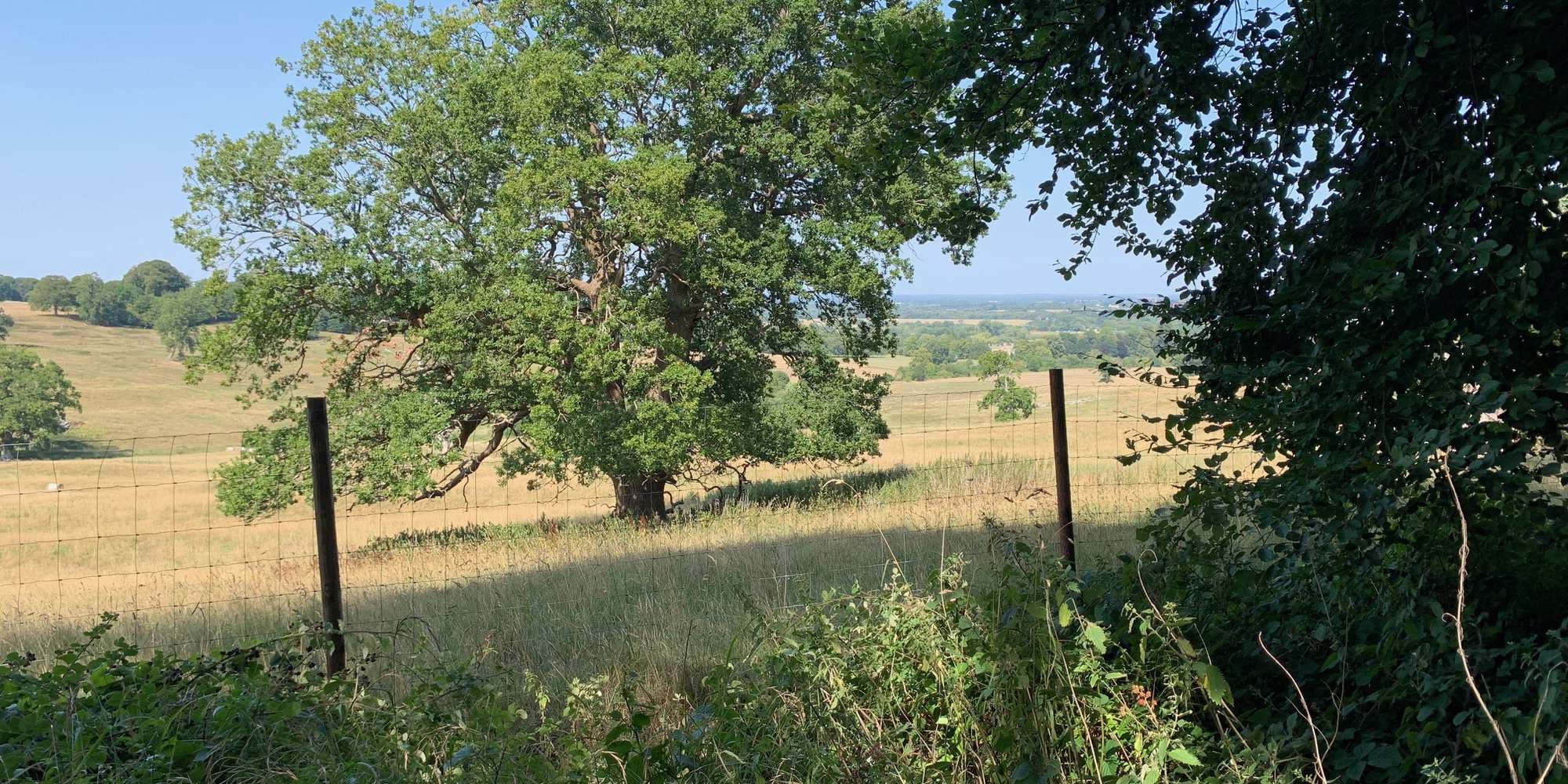 Second image to compare