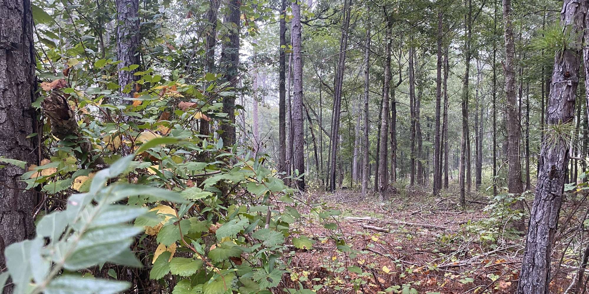 Second image to compare