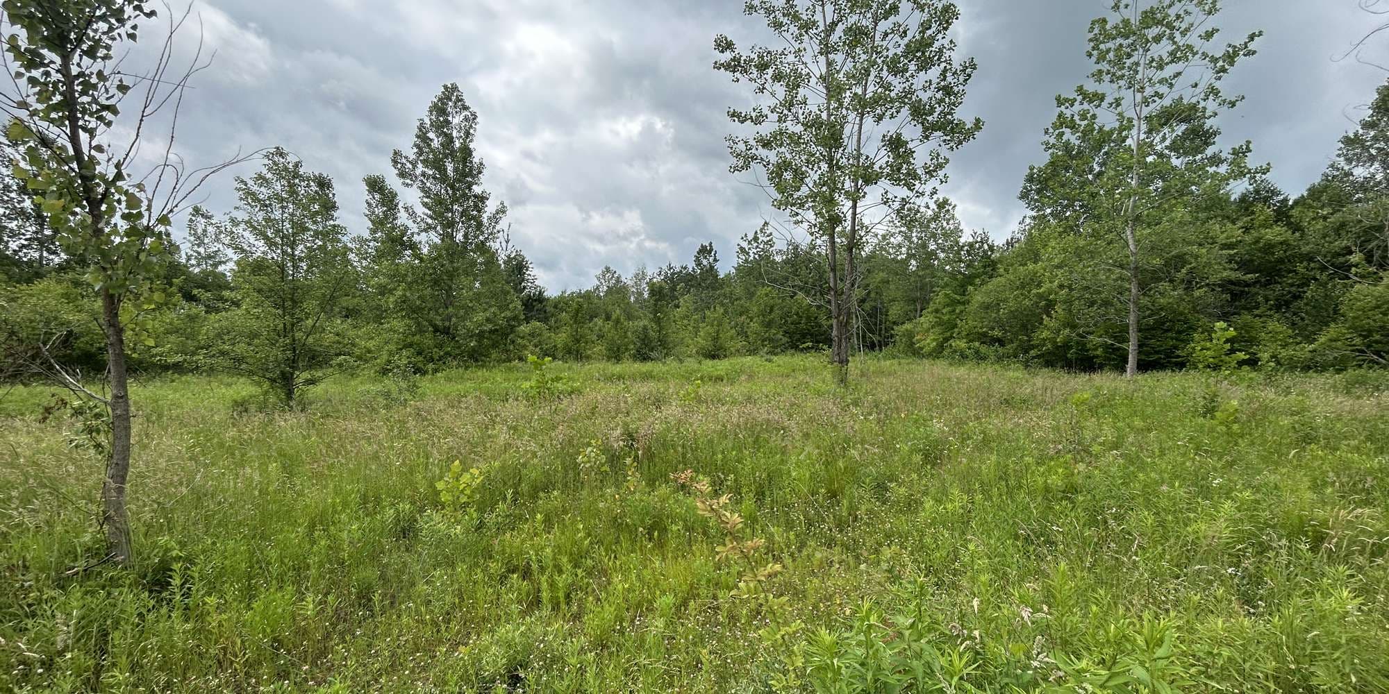 Second image to compare