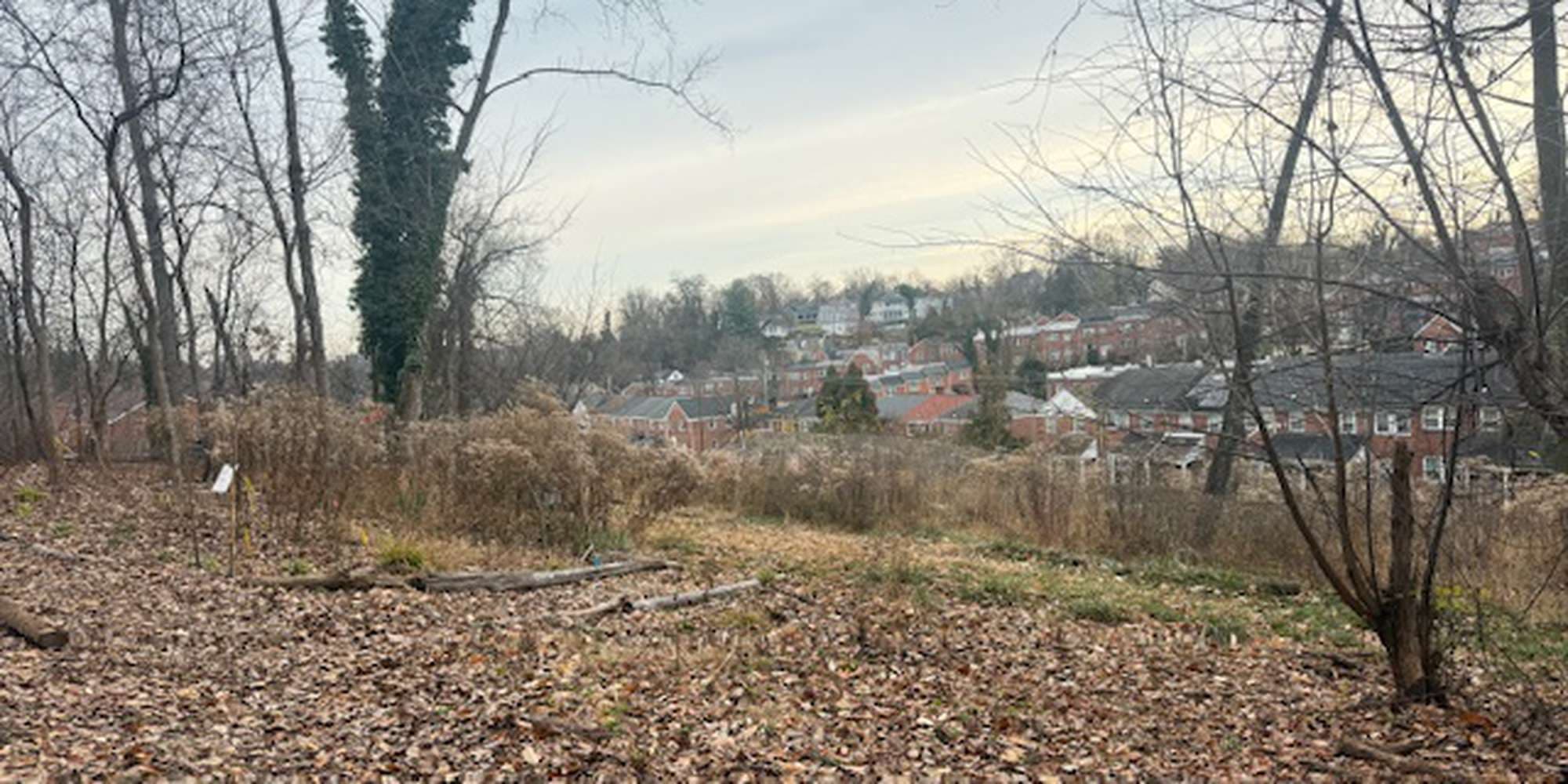 Second image to compare