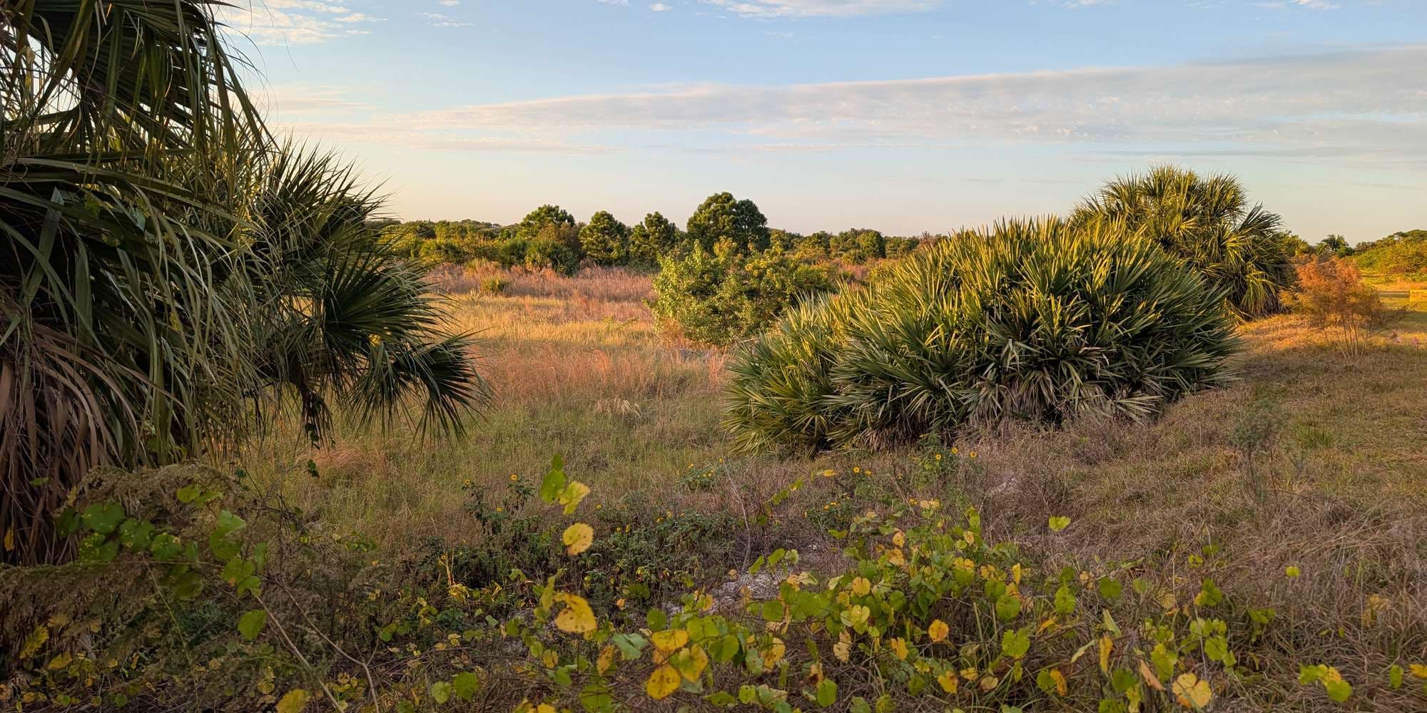 Second image to compare