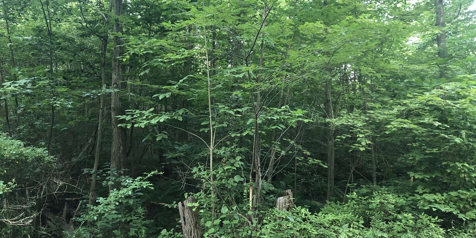 First image to compare