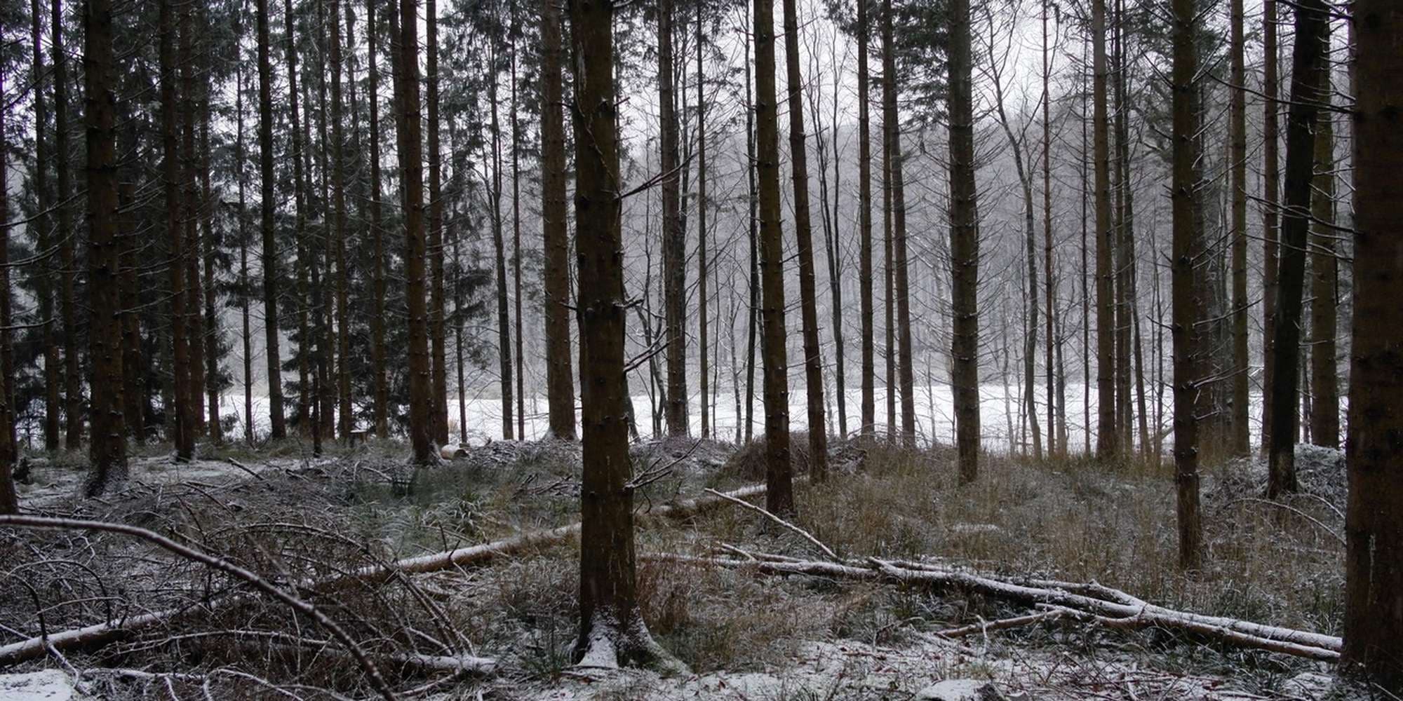 Second image to compare