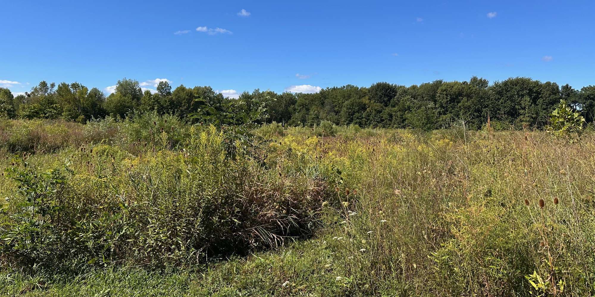 Second image to compare