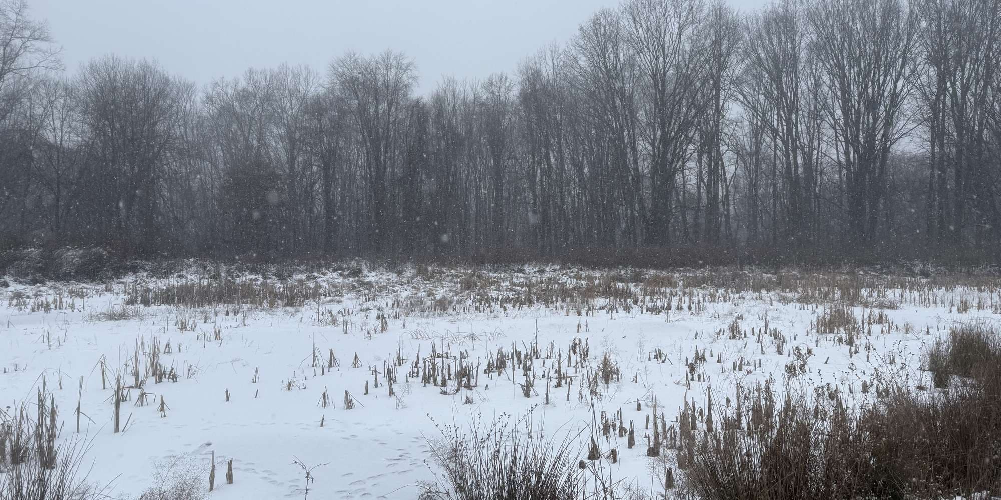 Second image to compare