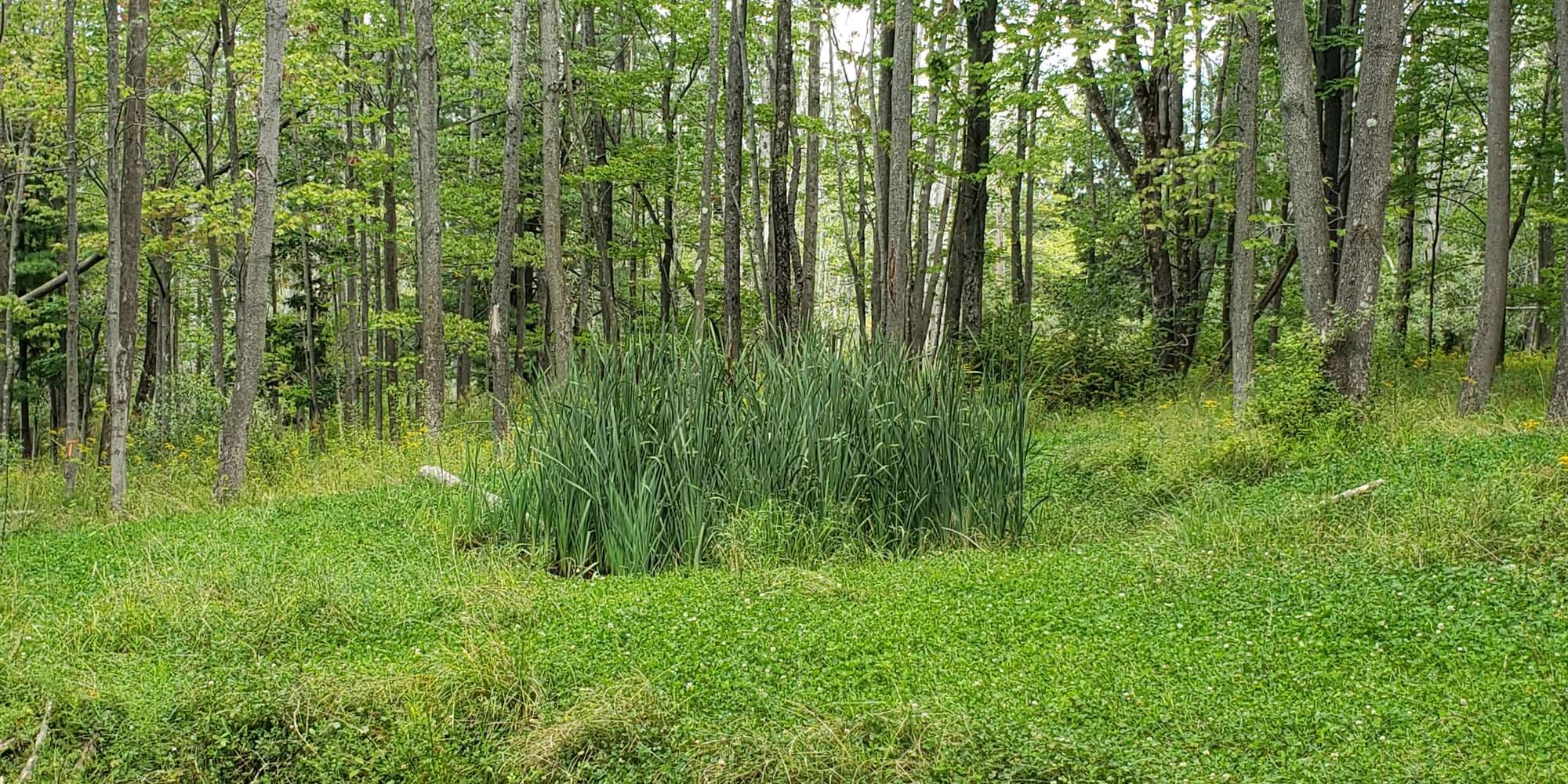 Second image to compare