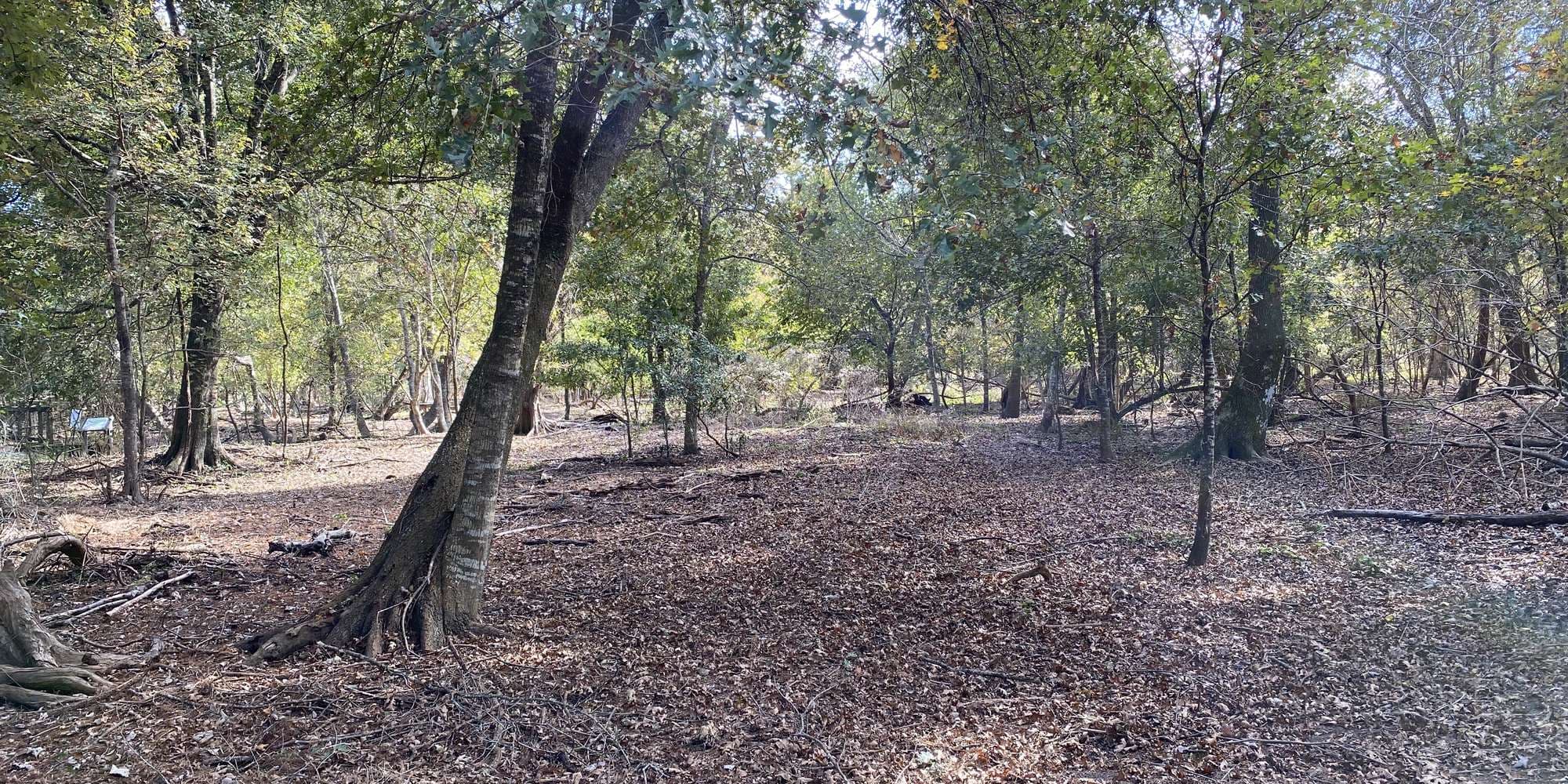 Second image to compare