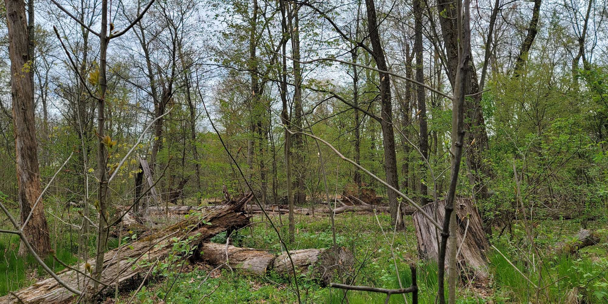 First image to compare