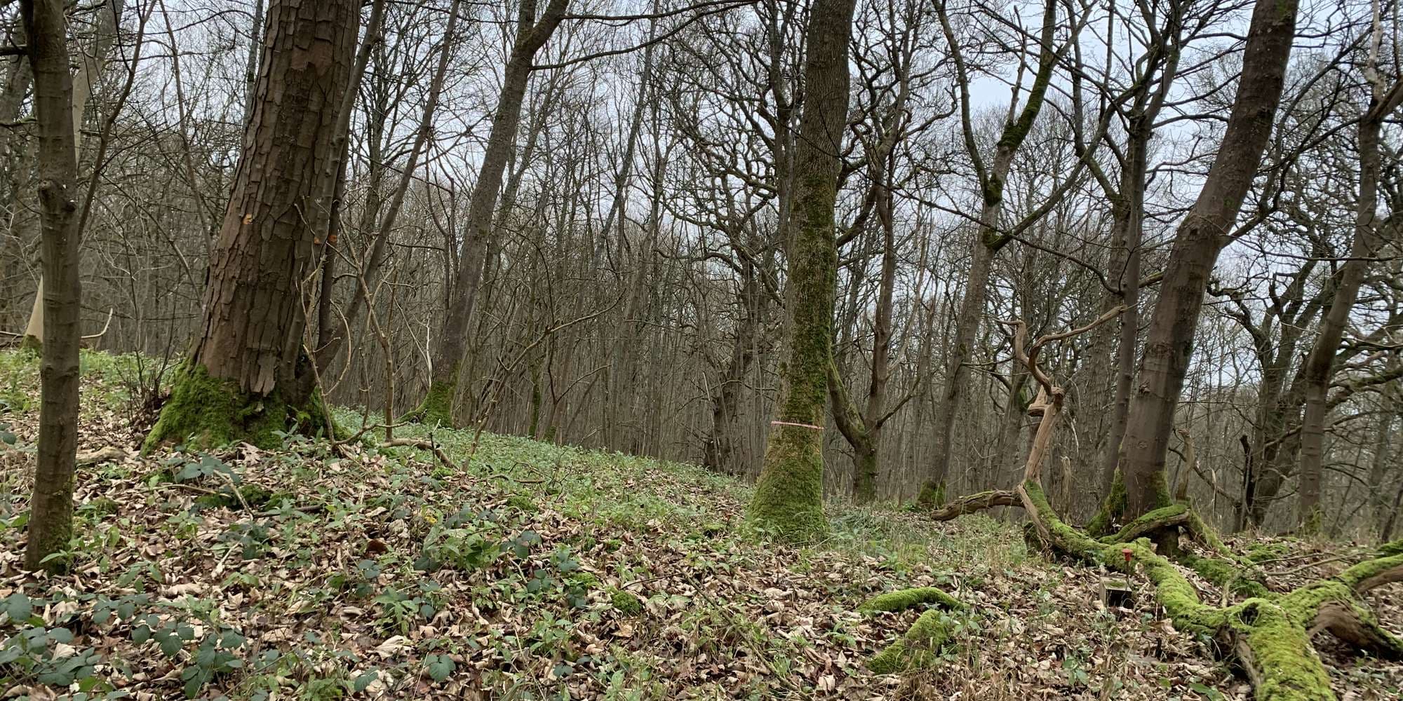 Second image to compare