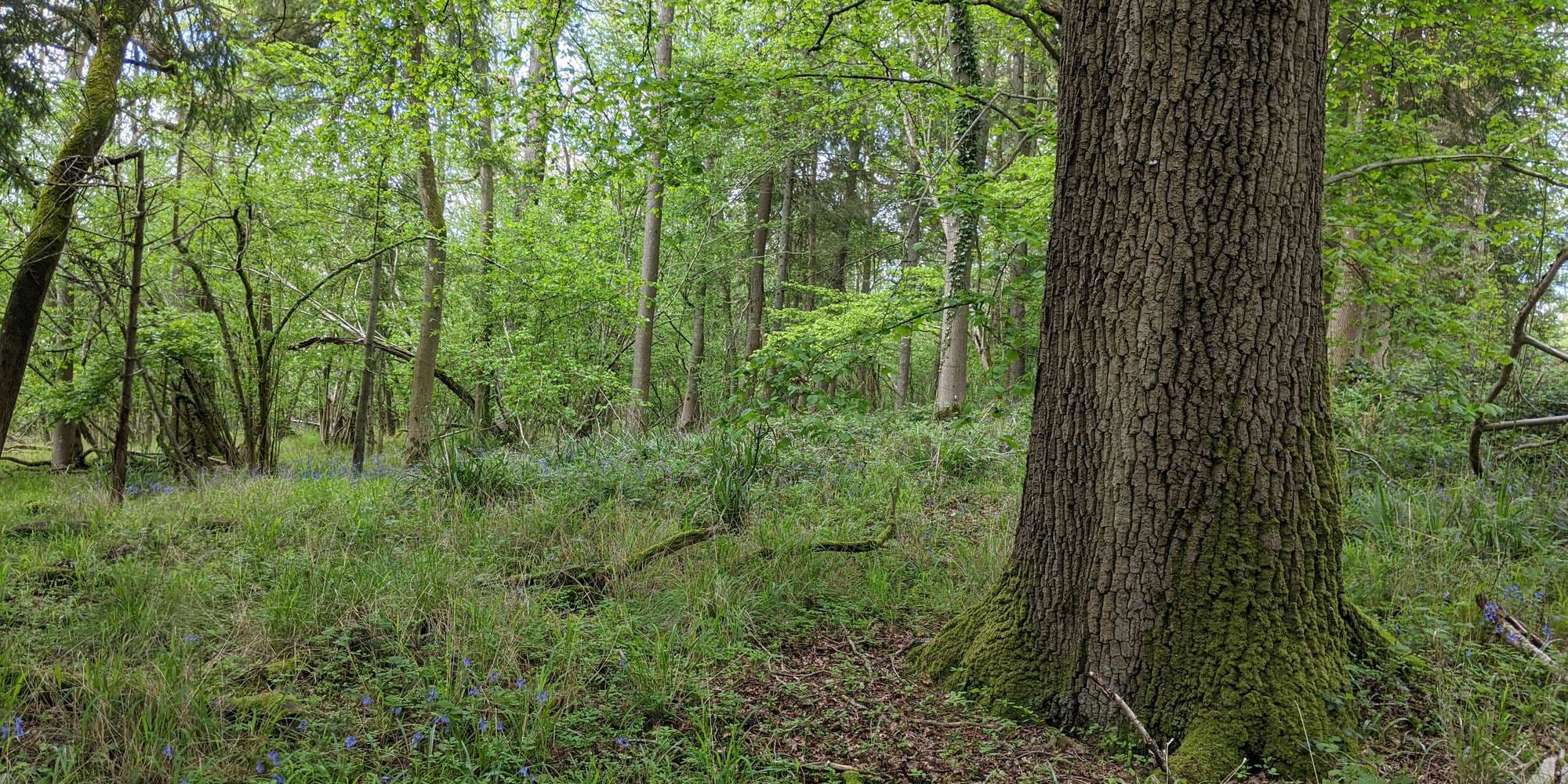 First image to compare