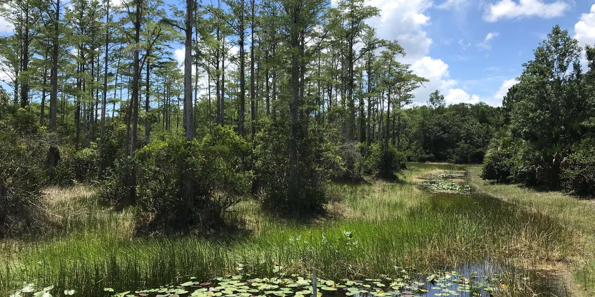 First image to compare