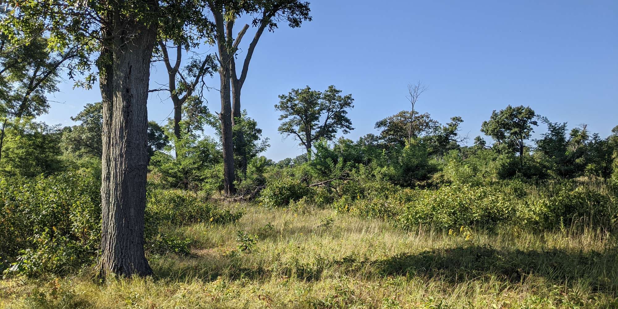 First image to compare