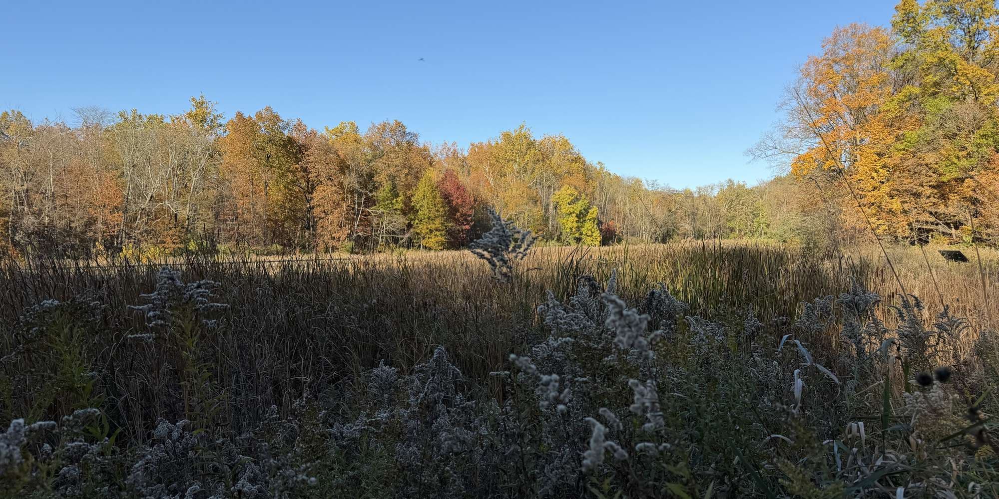 Second image to compare