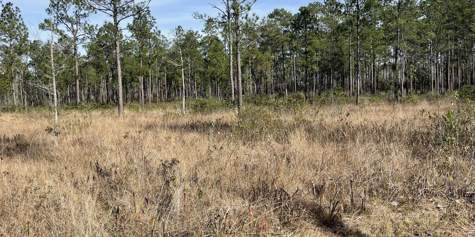 Second image to compare