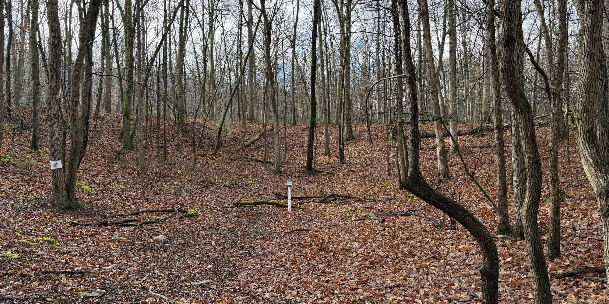 Second image to compare